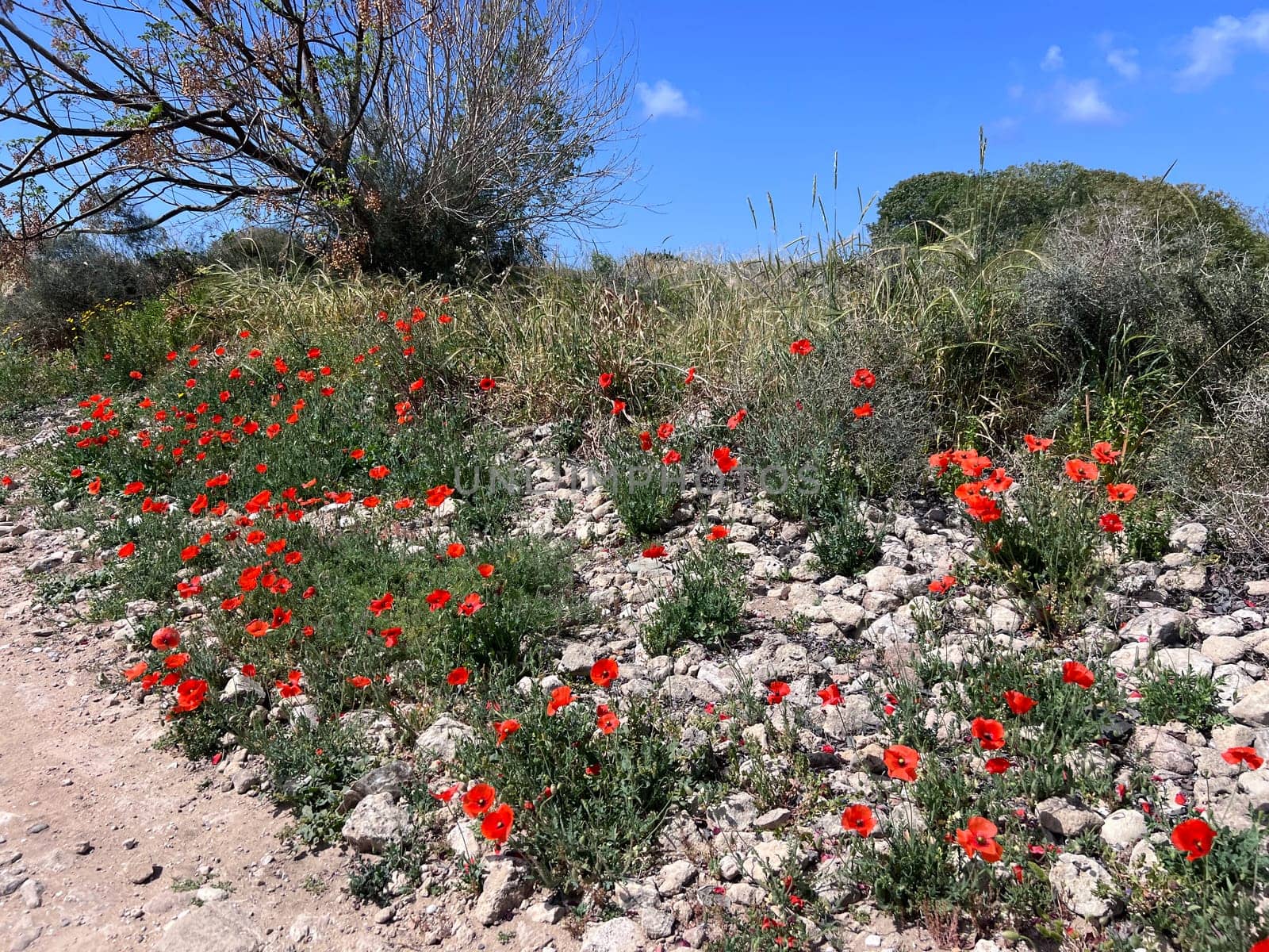 Stone paved path bordered by red poppies and wildflowers leading to a bright blue sky on a sunny day. High quality photo