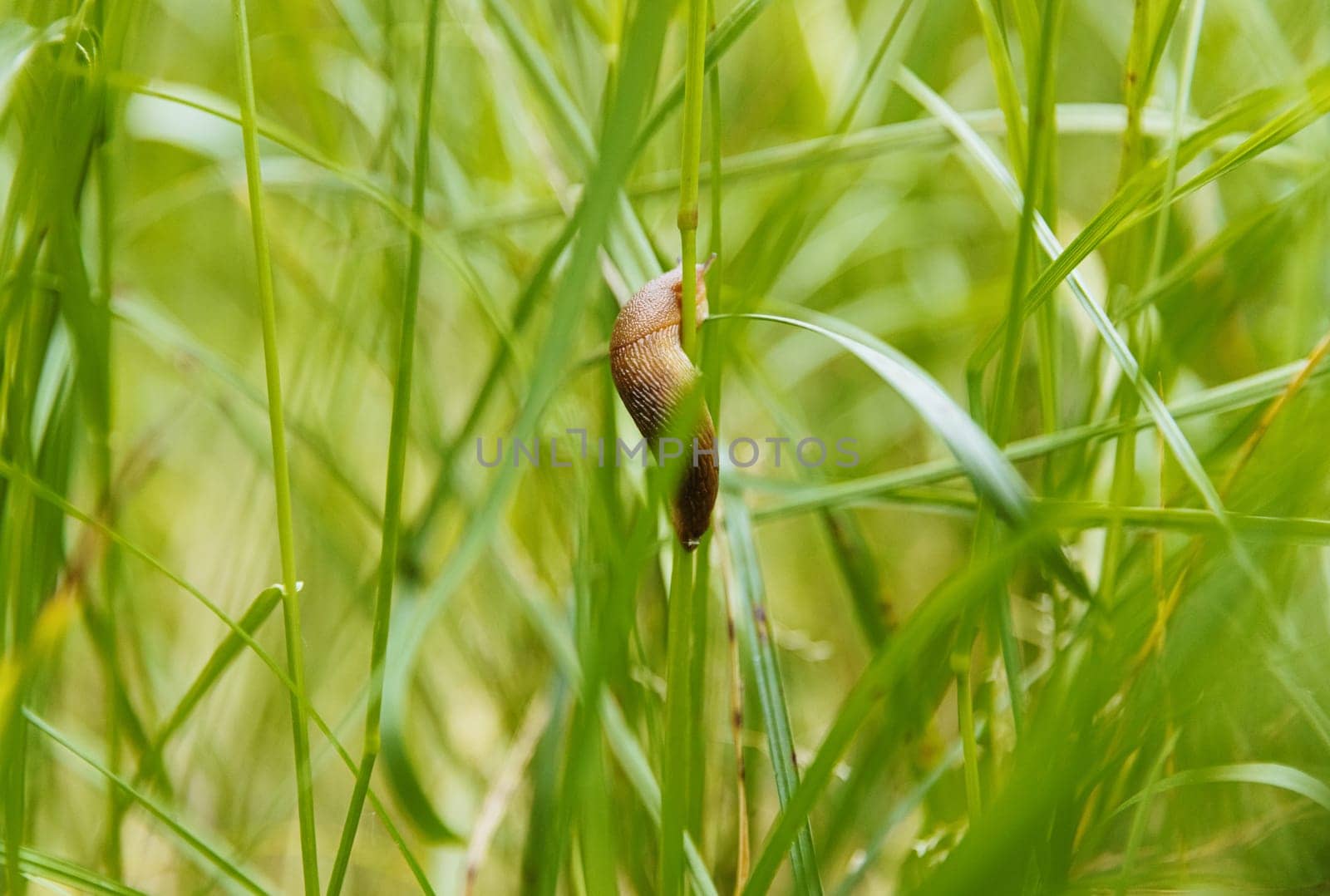 Portrait of one small slug crawling on the left in the middle, wrapped around the stem of a green blade of grass on a spring day in the park with copy space on the sides, side view very close-up. Concept nature backgrounds, lifestyle of gastropods.