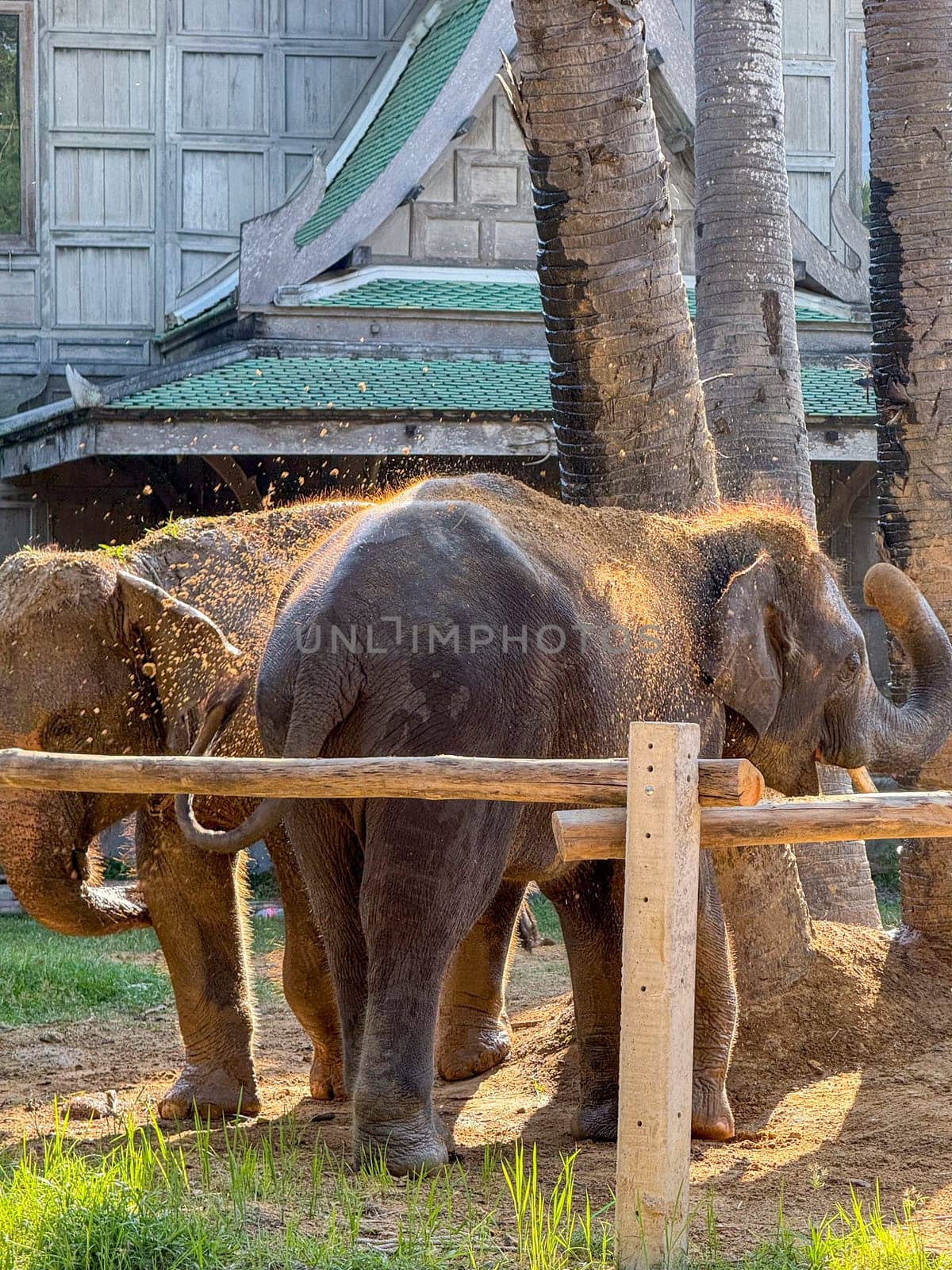 Playful large mammals elephant duo in a tropical sanctuary enjoy a peaceful day in a sanctuary, where they live in harmony with nature and protected from captivity or poaching.