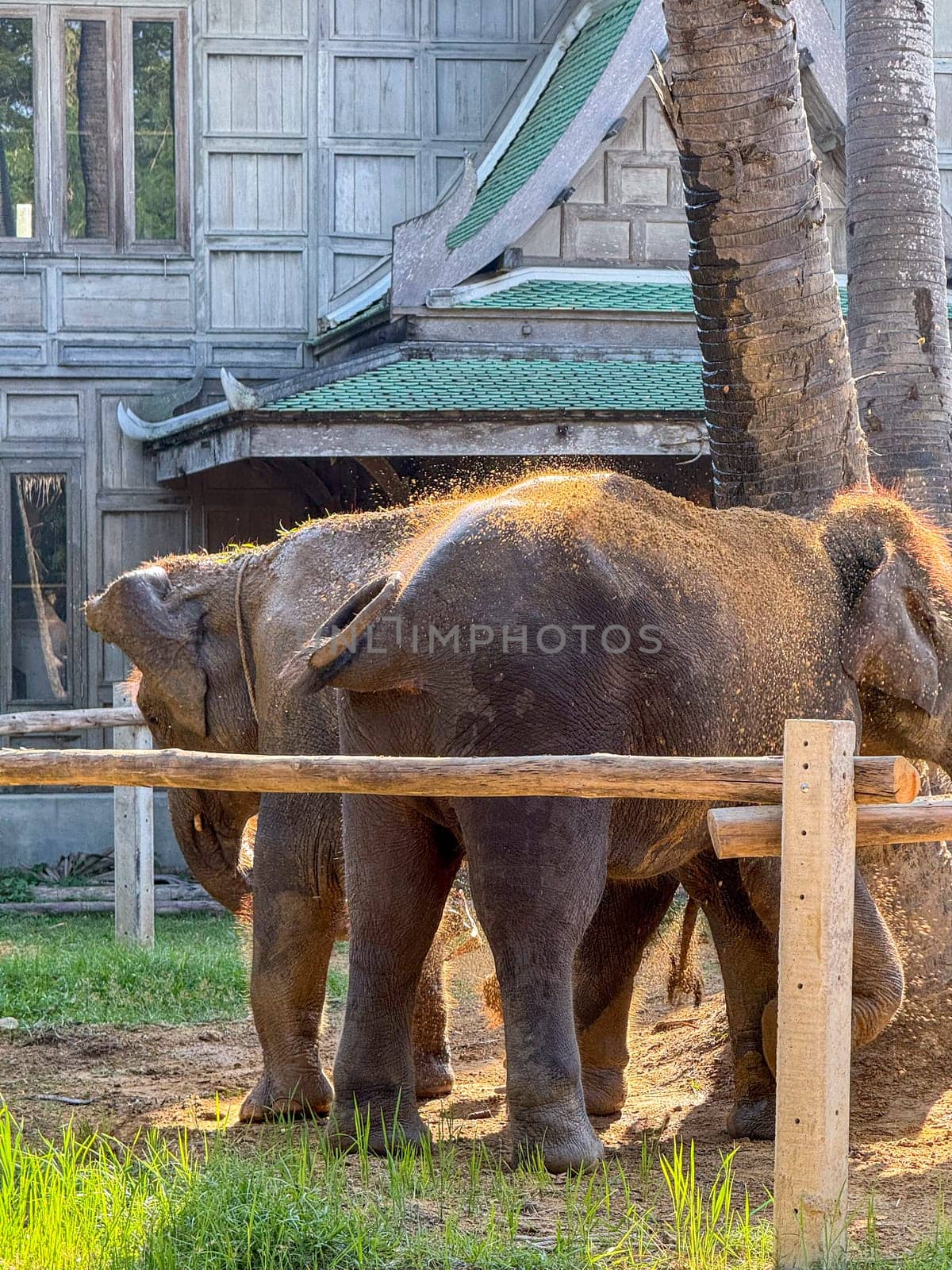 Exotic adorable elephants together in a wildlife park playing around, majestic animals roam a protected nature park. Conservation center for elephant care and protection in Thailand.