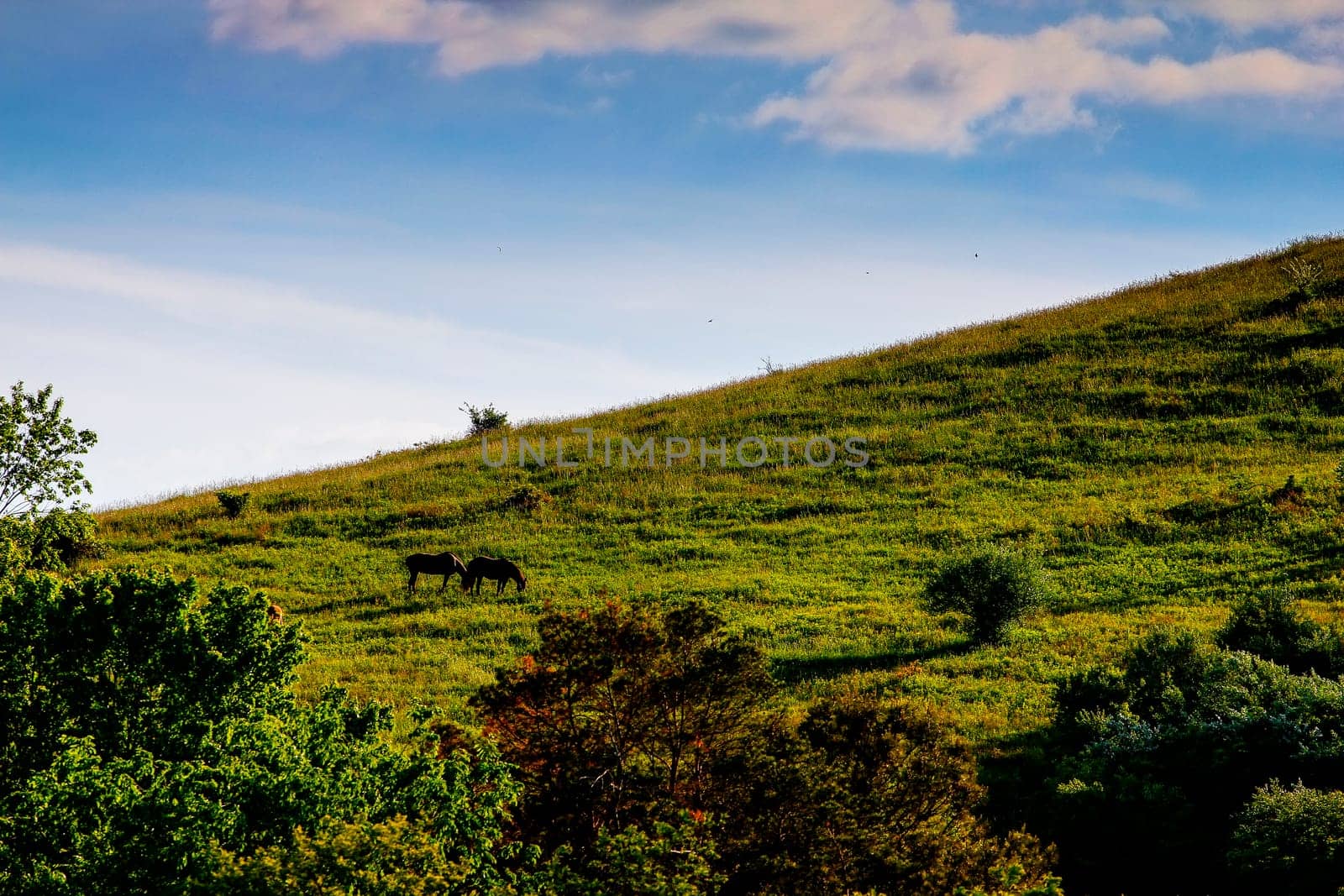 View of a Pair of Horses on a Hill in Spring, Dover, Ohio
