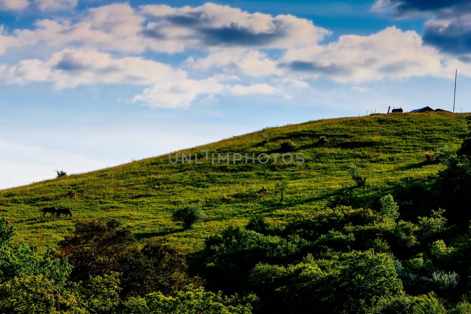 View of a Pair of Horses on a Hill in Spring, Dover, Ohio