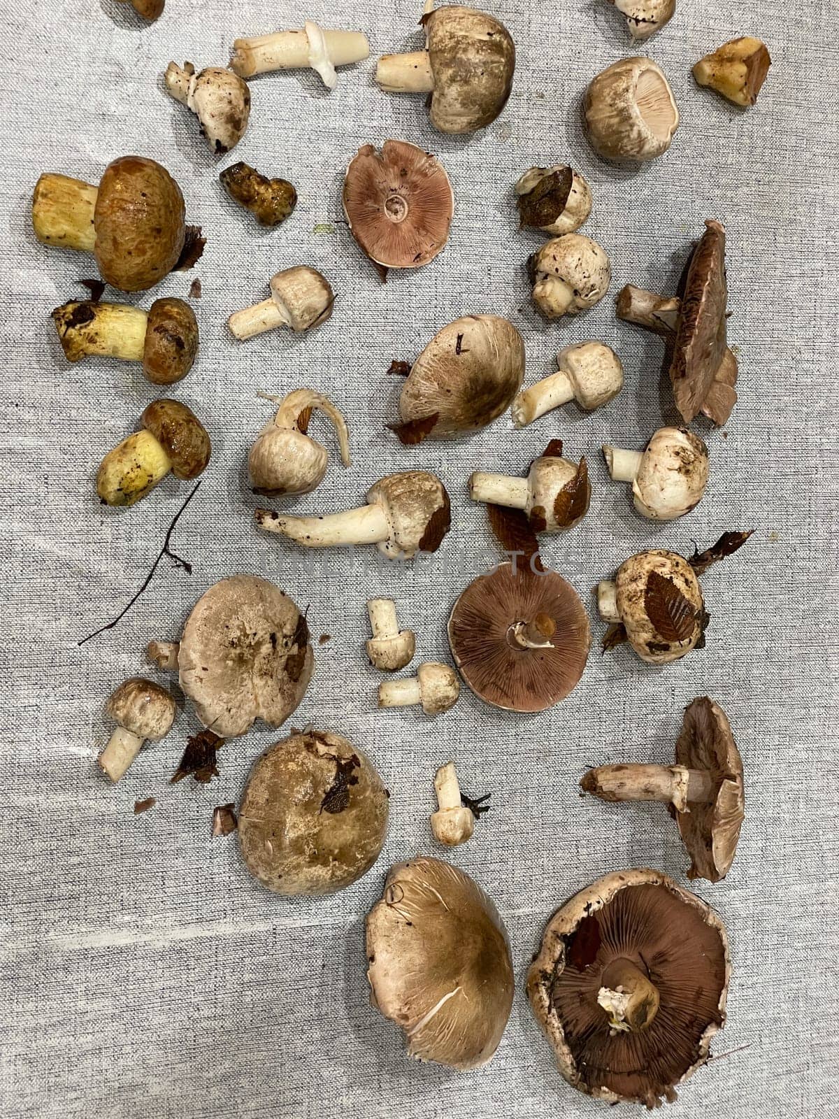 Mushrooms collected in the forest for cooking as a background