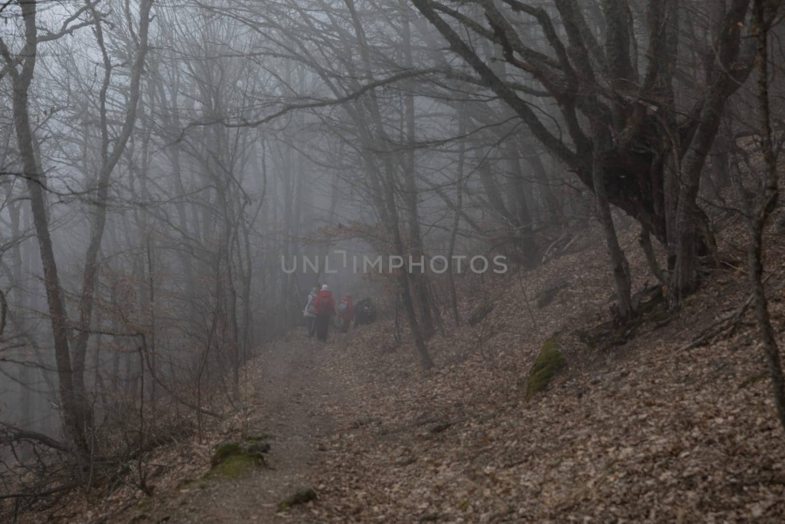 Landscape Forest in Fog on Mountain