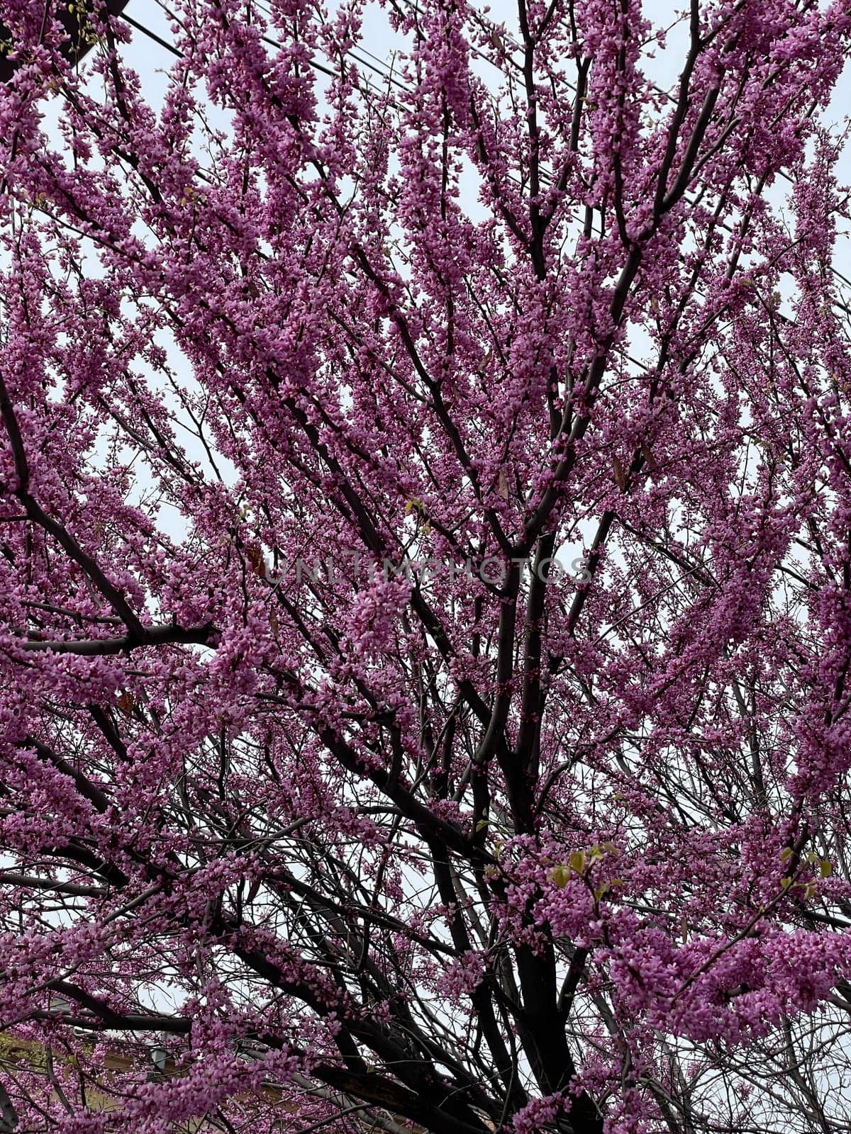 Branches of flowering tree on the background of the sky in spring