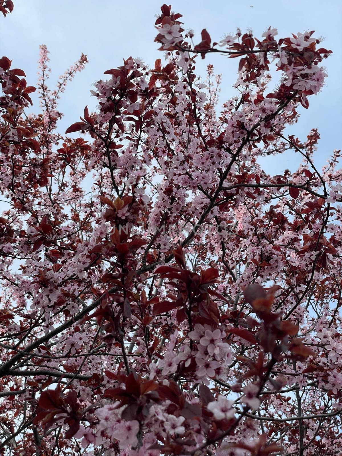 Branches of flowering tree on the background of the sky in spring