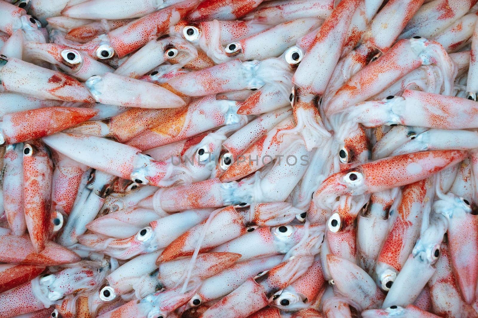 catch of fresh squid on display at a seafood market. Background with fresh squid