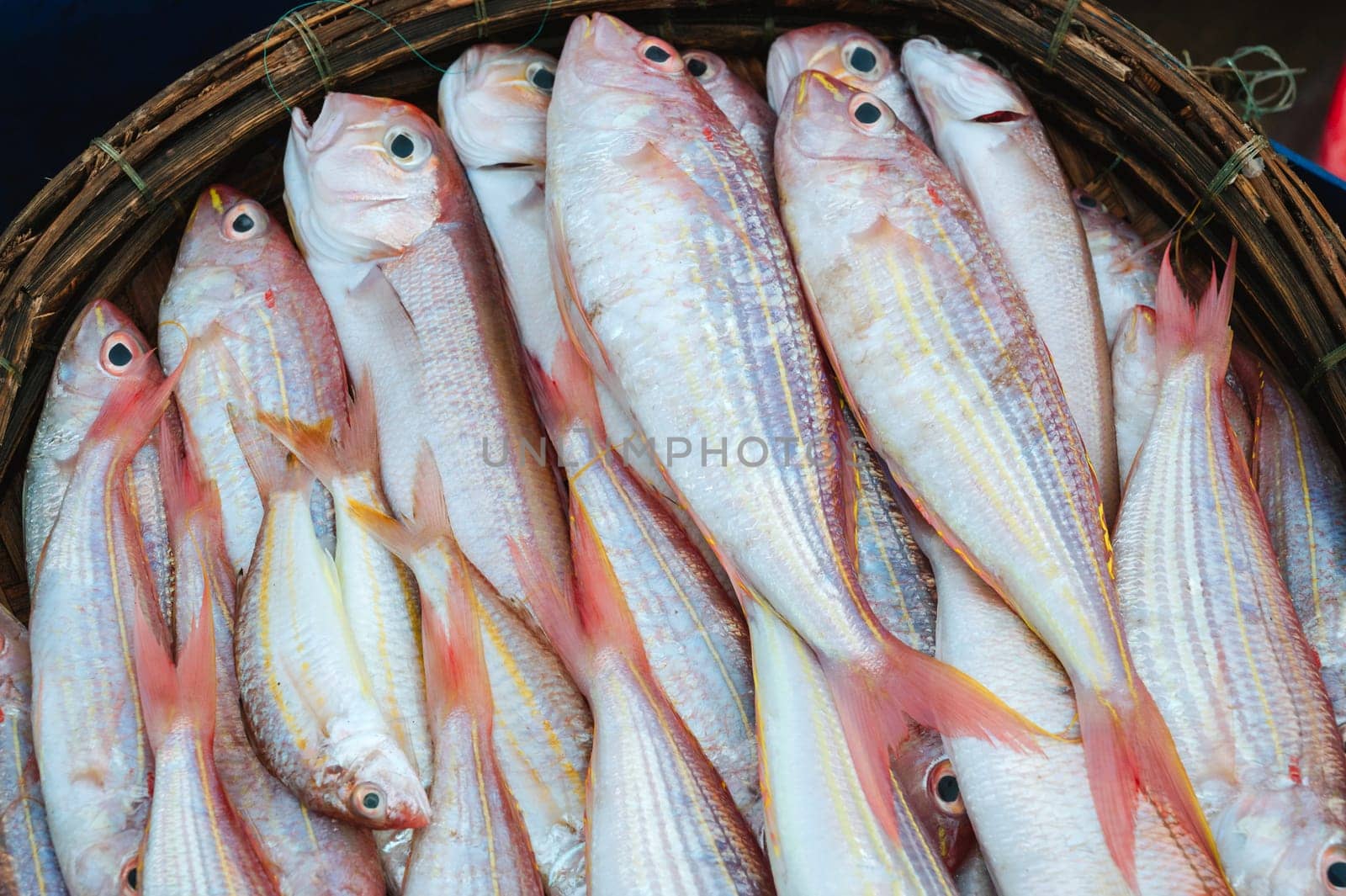catch of fresh sea fish Threadfin Bream in a basket on fishing vessel