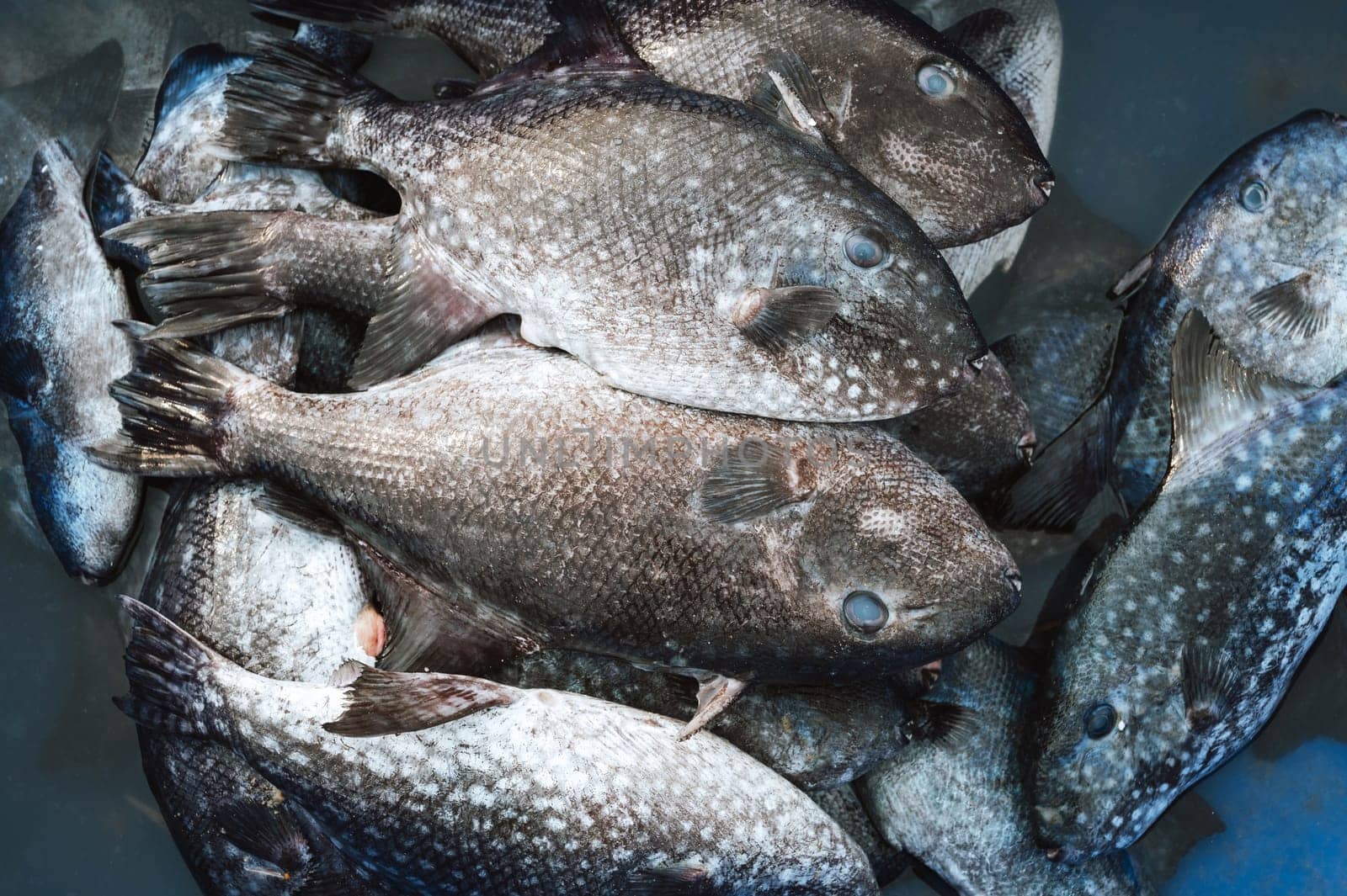 catch of fresh sea fish Balistes capriscus in basket on fishing vessel