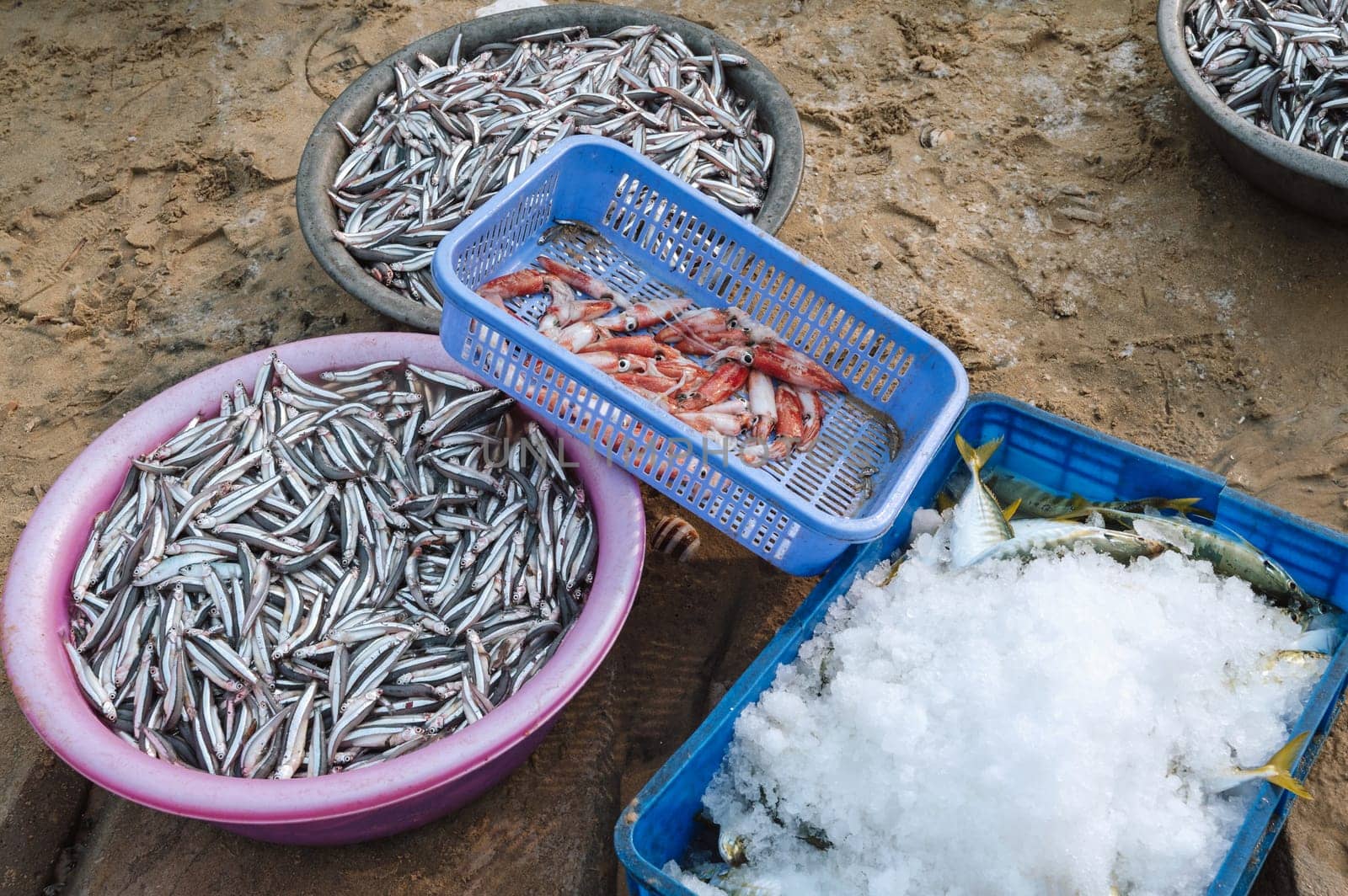 catch of fresh sea fish and squid in baskets at the seafood market in Vietnam in Asia