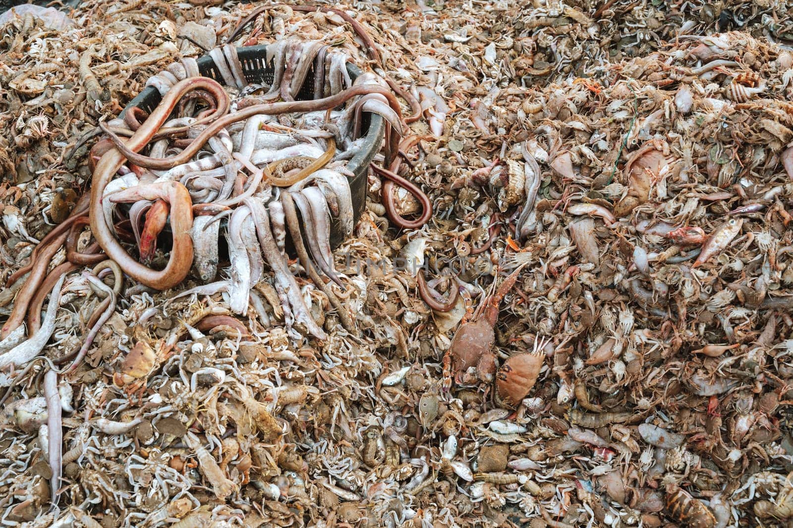 catch fresh sea fish and seafood on a fishing boat. Pile of sea fish on the Asian sea market in Vietnam in Asia
