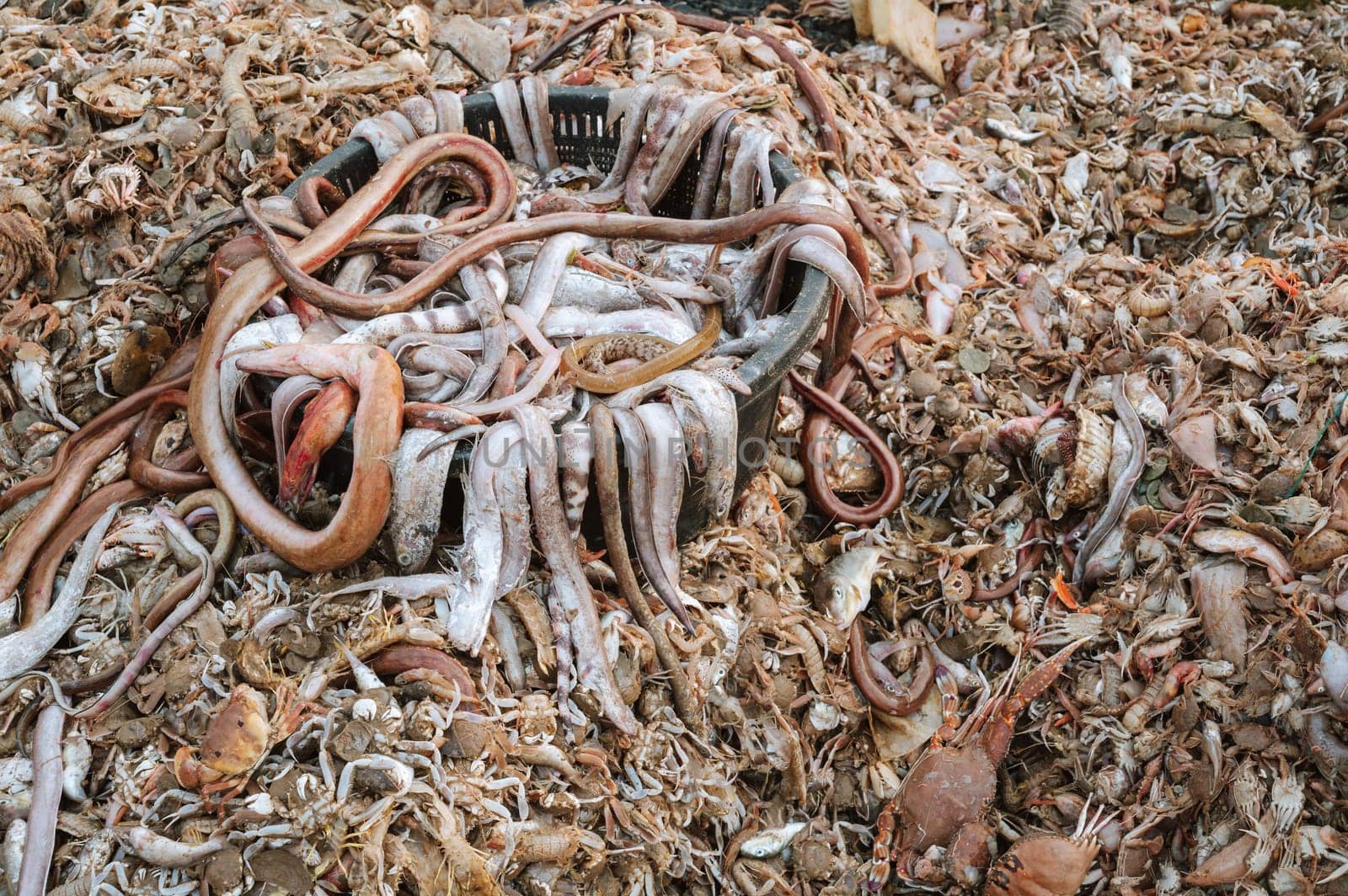 Pile of marine fish and seafood in the Asian sea market in Vietnam in Asia. Catch fresh sea fish on the deck of a fishing ship boat