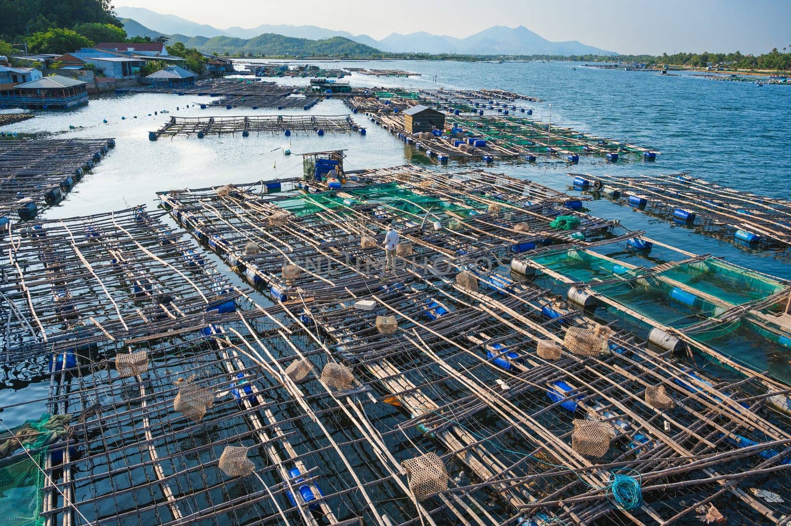 Shrimp and fish farming farm with fishing cages and nets on water in sea bay in Vietnam in Asia in summer. Aerial top view