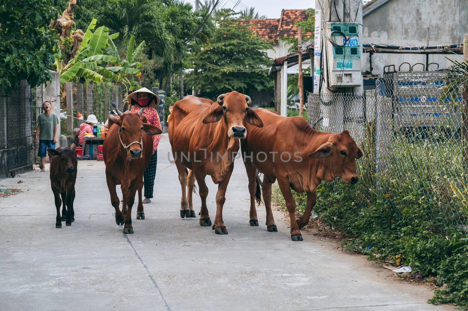 Herd of cows walks down street in a village in Asia in Vietnam. An Cu, Tuy An, Phu Yen province, Vietnam - April 14, 2025