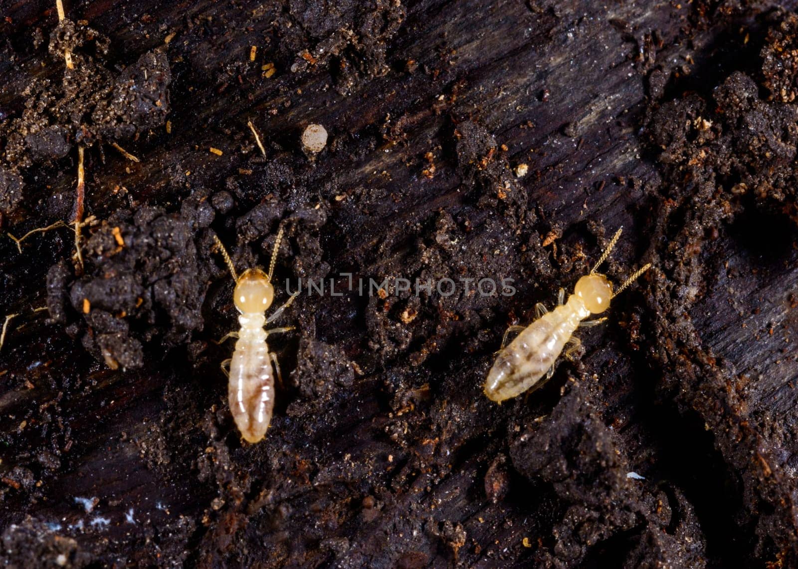 Subterranean termites Reticulitermes lucifugus, termites living under rotten wood old tree stump