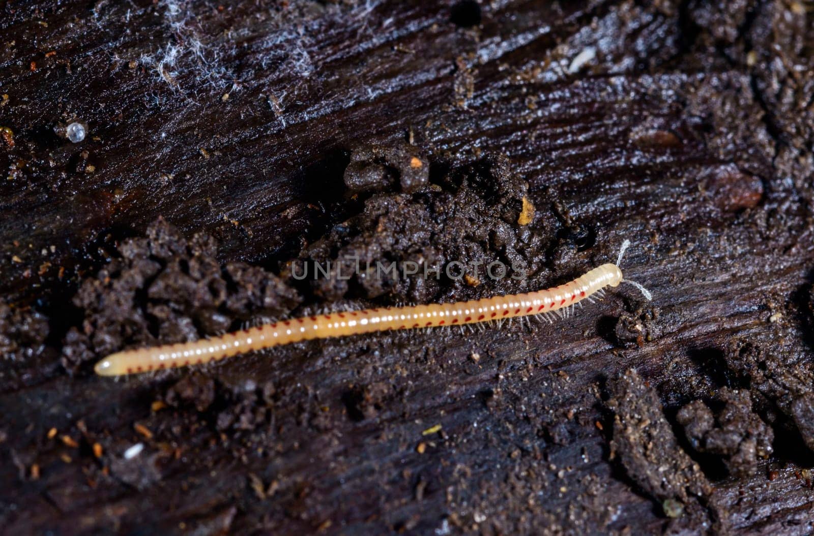Spotted snake millipede Blaniulus guttulatus, centipede on rotten wood under an old tree stump