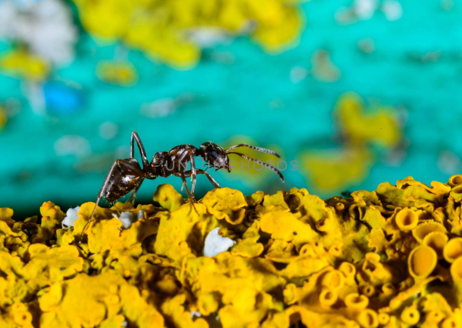 Formica fusca, ant on coastal lichen in the garden in autumn, Ukraine