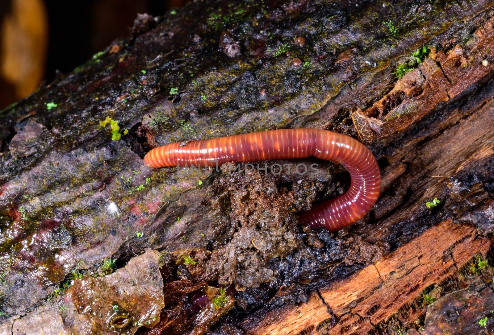 Red earthworm in a hole in the ground under the stump of an old tree