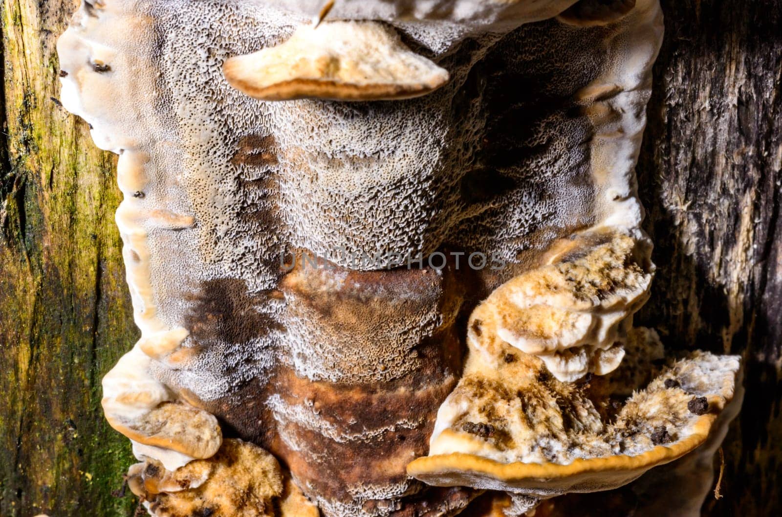 Bjerkandera fumosa, saprotrophic fungus growing on an old rotten stump of a large deciduous tree.