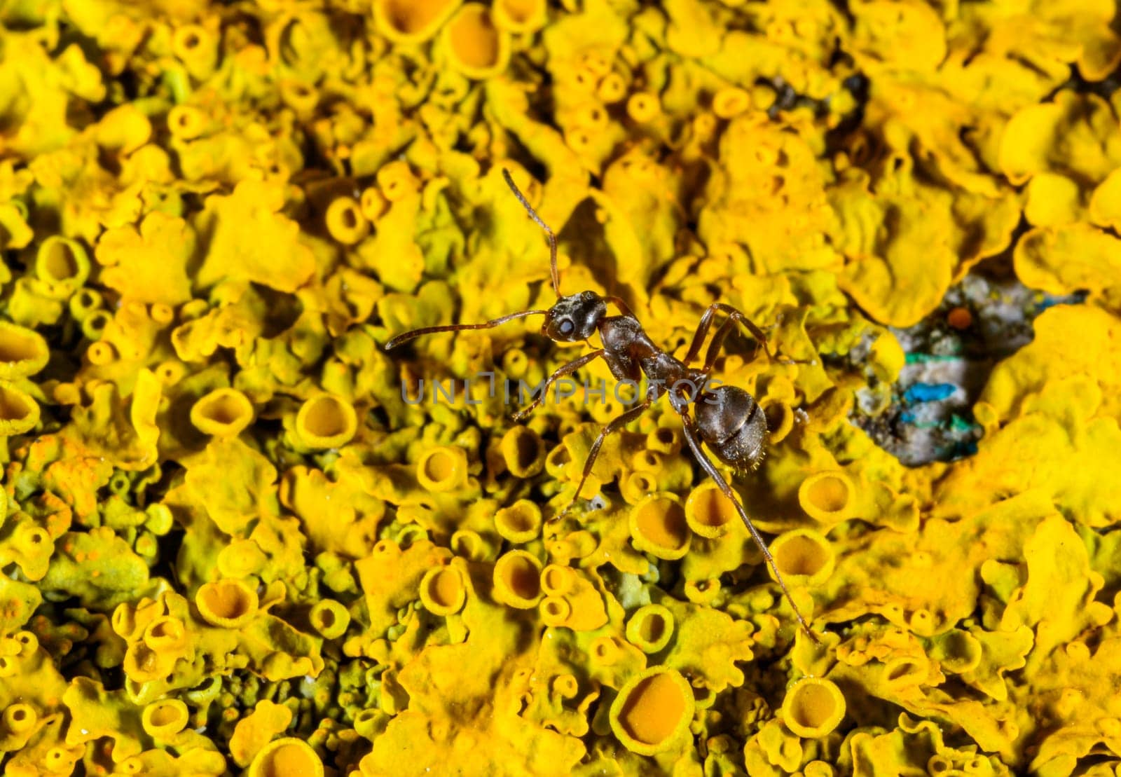 Ant on Xanthoria parietina, reproductive organs with spores of apothecia and perithecia on lichen in autumn.