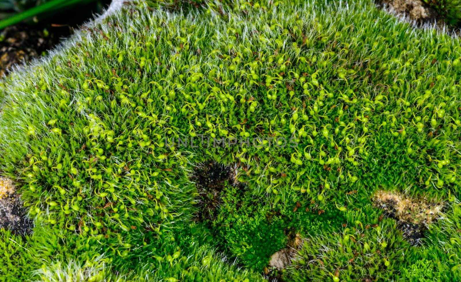 Grey-cushioned Grimmia pulvinata, green moss with young sporophytes on stones in spring