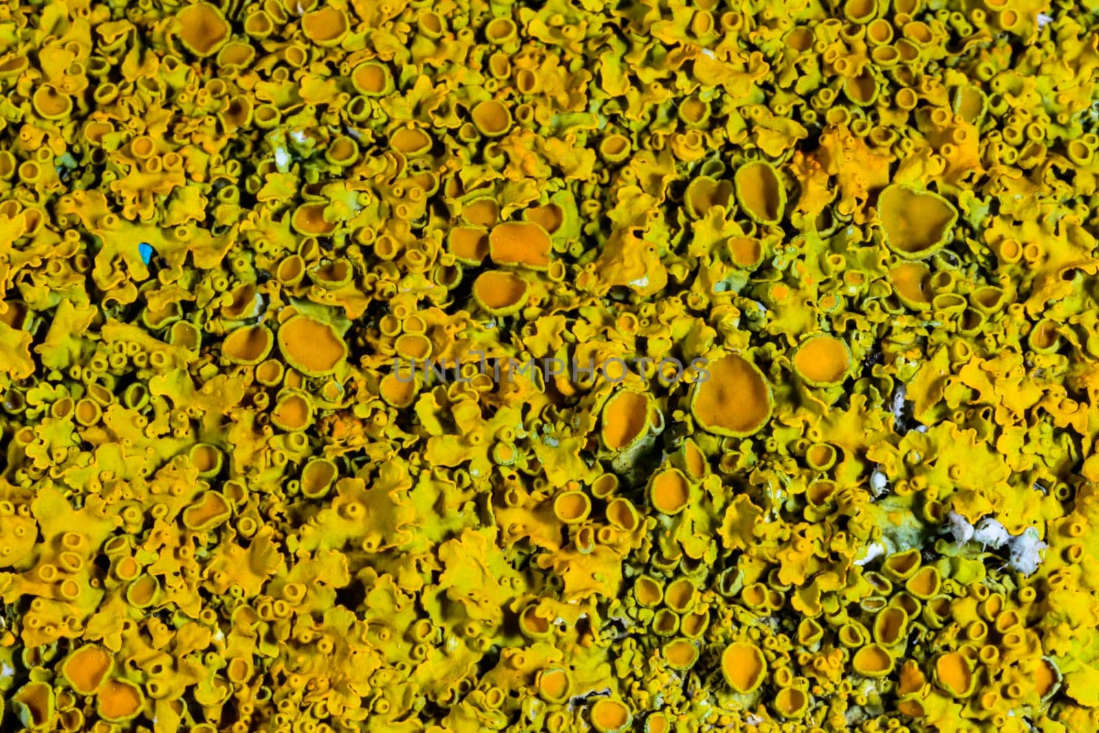 Xanthoria parietina, reproductive organs with spores of apothecia and perithecia on lichen in autumn