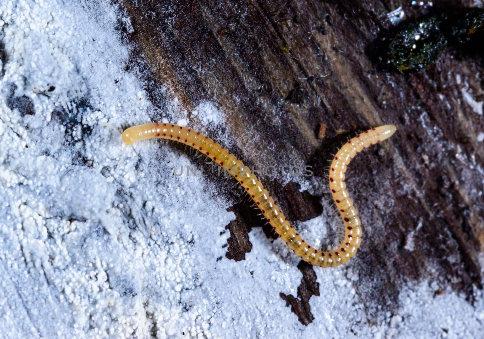 Spotted snake millipede Blaniulus guttulatus, centipede feeds on fungal hyphae on rotten wood of an old tree stump