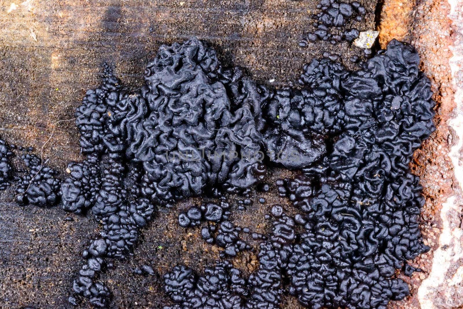 Exidia nigricans, saprotrophic fungus growing on an old rotten stump of a large deciduous tree