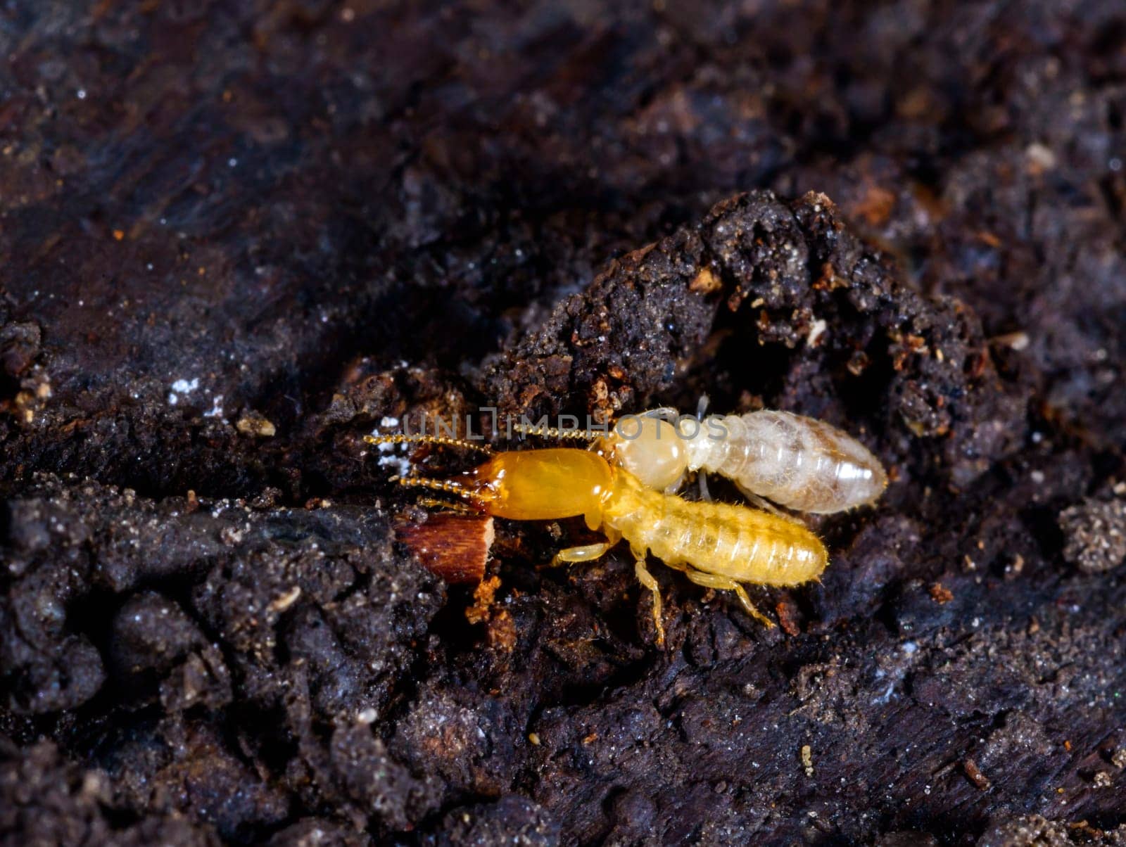 Subterranean termites Reticulitermes lucifugus, termites living under rotten wood old tree stump