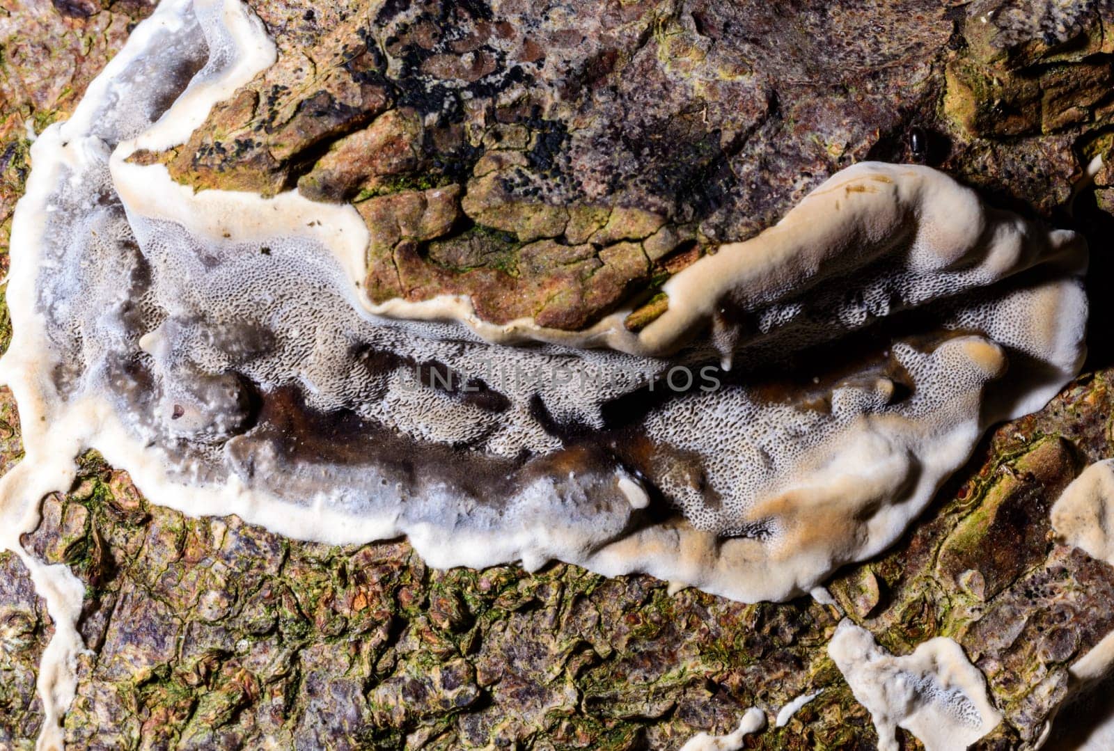 Bjerkandera fumosa, saprotrophic fungus growing on an old rotten stump of a large deciduous tree