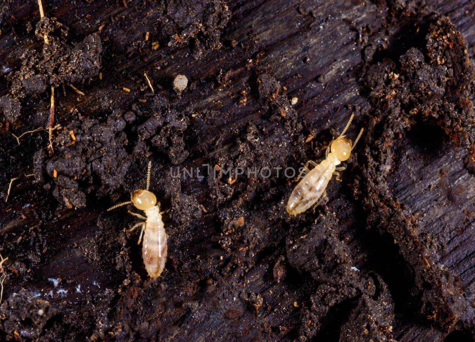 Subterranean termites Reticulitermes lucifugus, termites living under rotten wood old tree stump