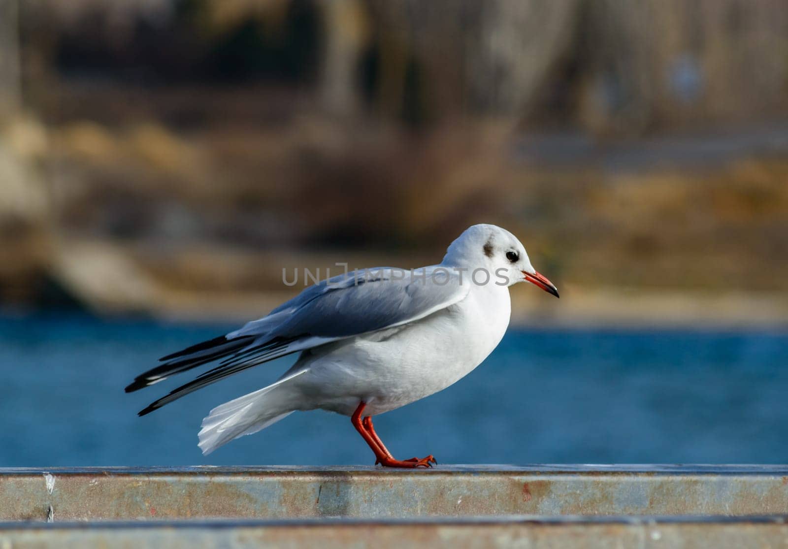 The Black-headed Gull Chroicocephalus ridibundus, A bird wintering in Sukhoi Liman rests on the pier, Black Sea