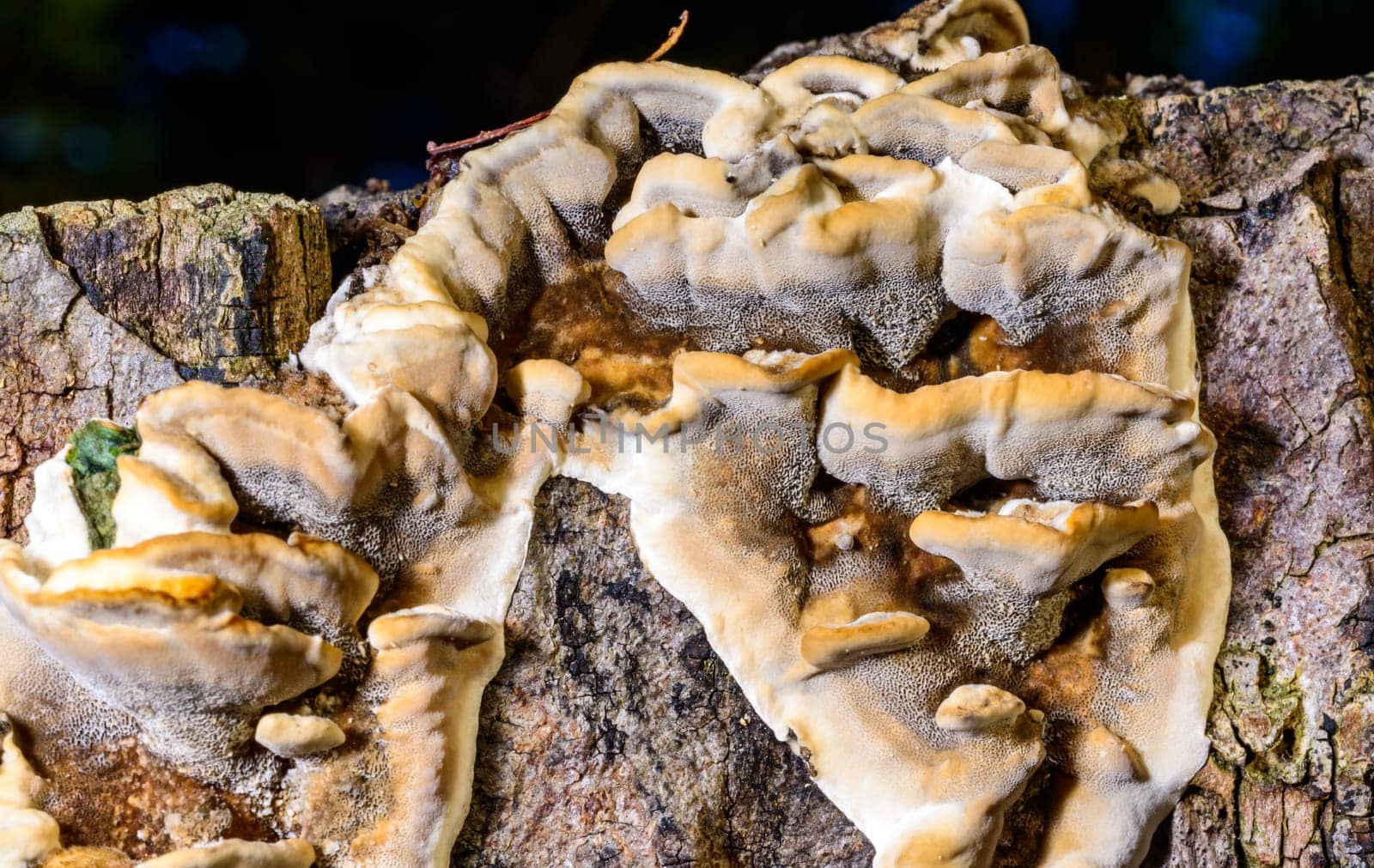 Bjerkandera fumosa, saprotrophic fungus growing on an old rotten stump of a large deciduous tree