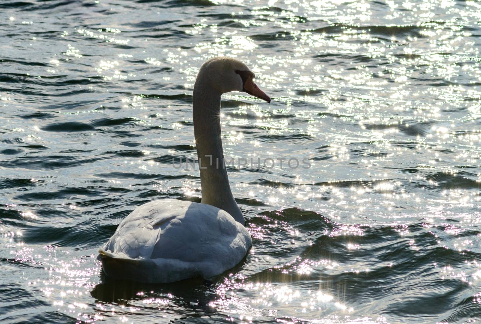 Mute swan Cygnus olor, swan with gray plumage swims in a salt estuary in winter, Ukraine