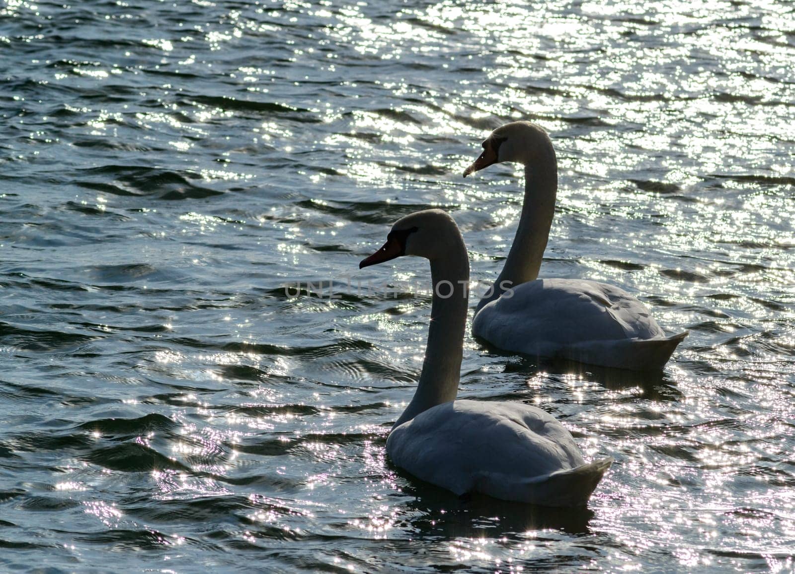 Mute swan Cygnus olor, backlight and glare on water, two white swans swimming near the shore in estuary in winter, Ukraine