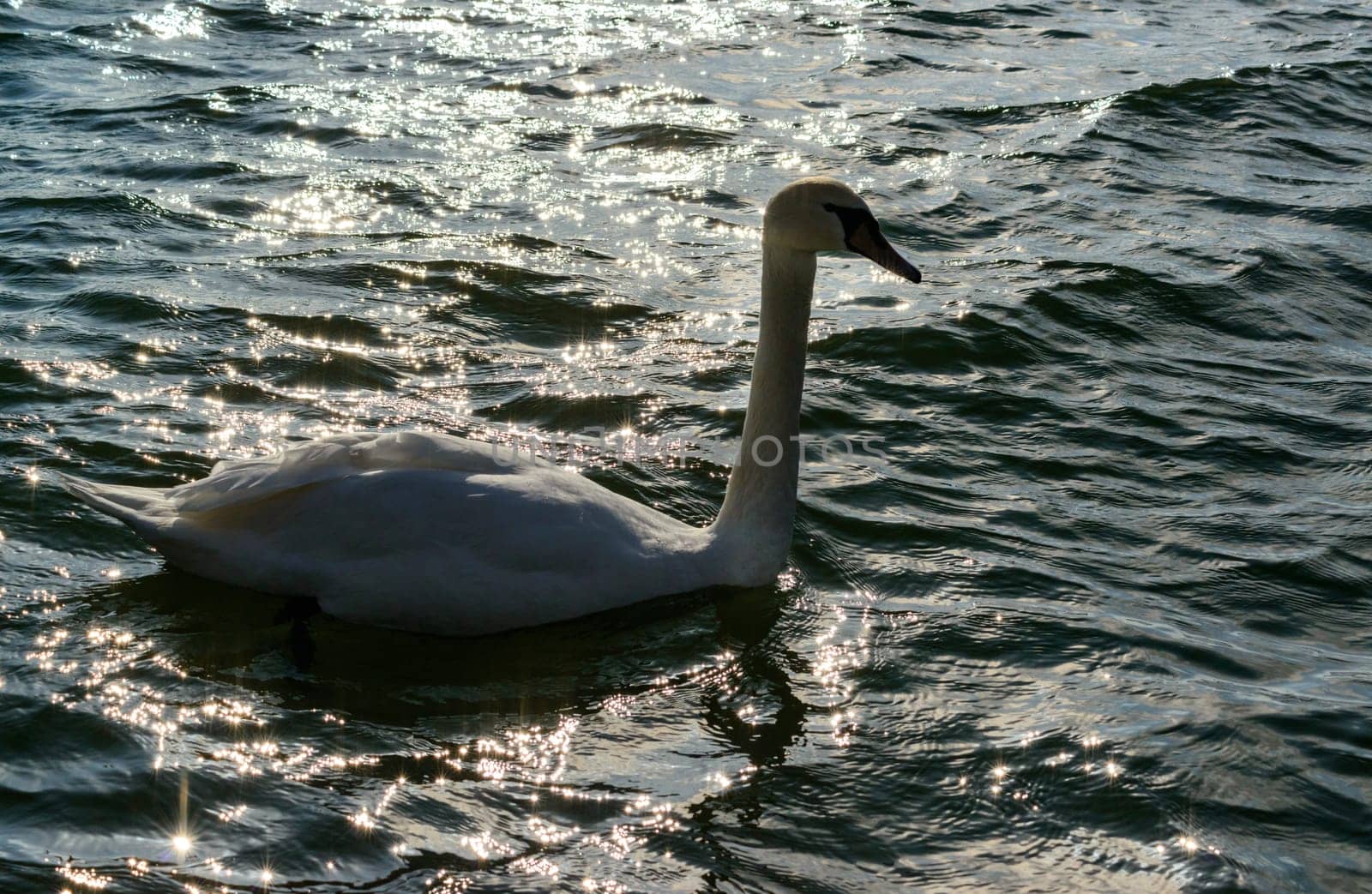 Mute swan Cygnus olor, young swan with gray plumage swims in a salt estuary in winter, Ukraine