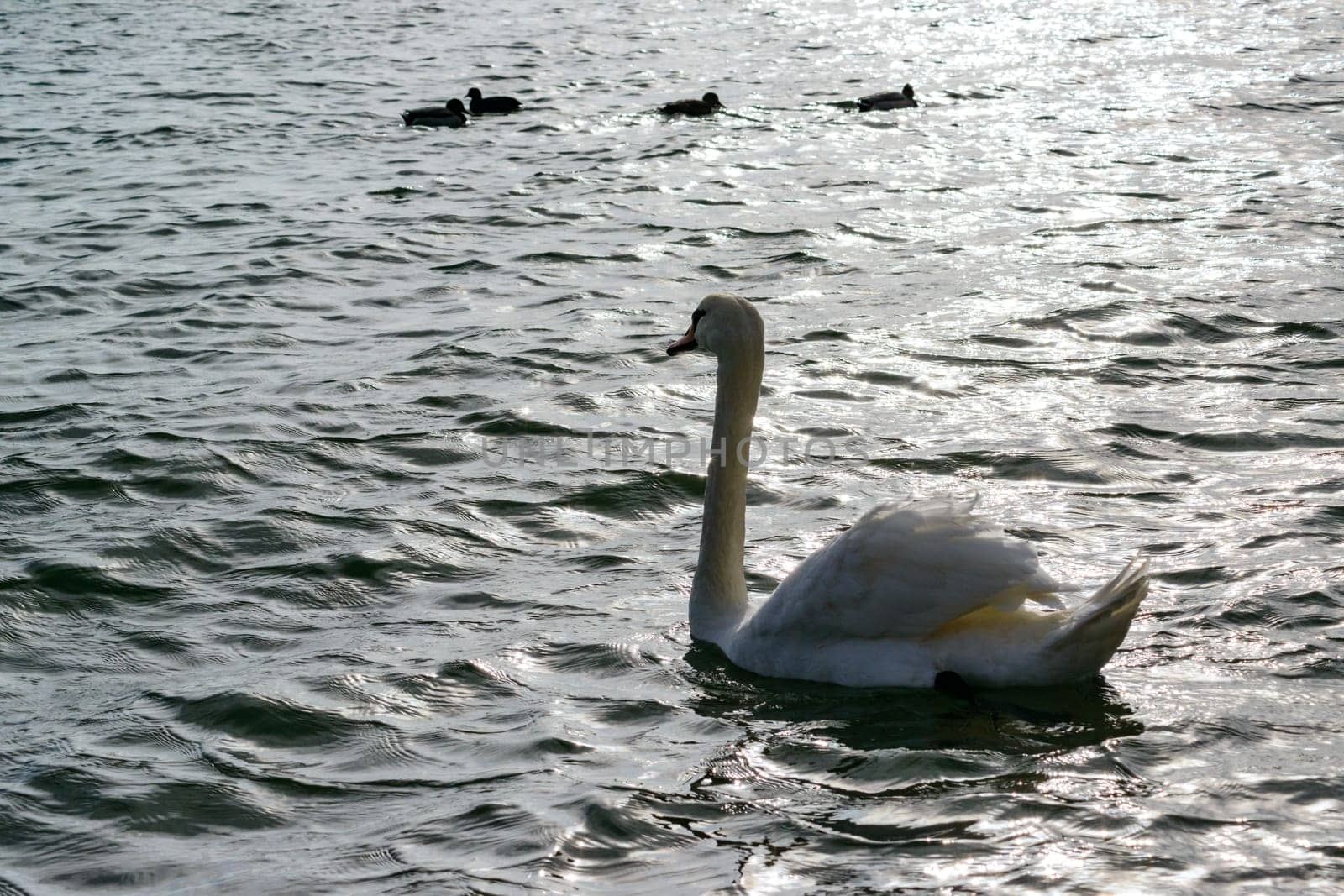 Swan with gray plumage swims in a salt estuary in winter, Mute swan -Cygnus olor, Ukraine