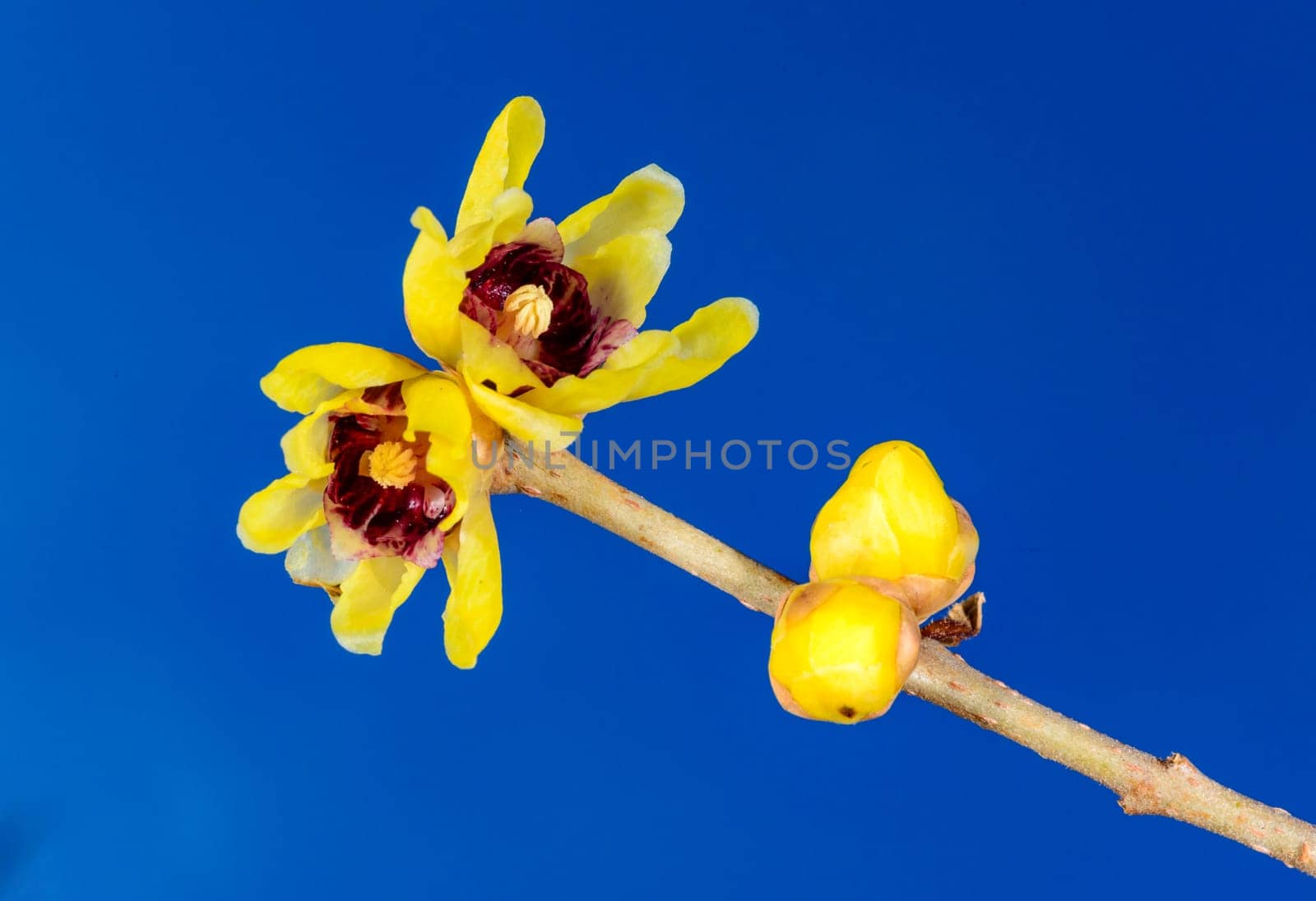 Chimonanthus praecox, flowering shrub native to central China in winter against blue sky, Odessa