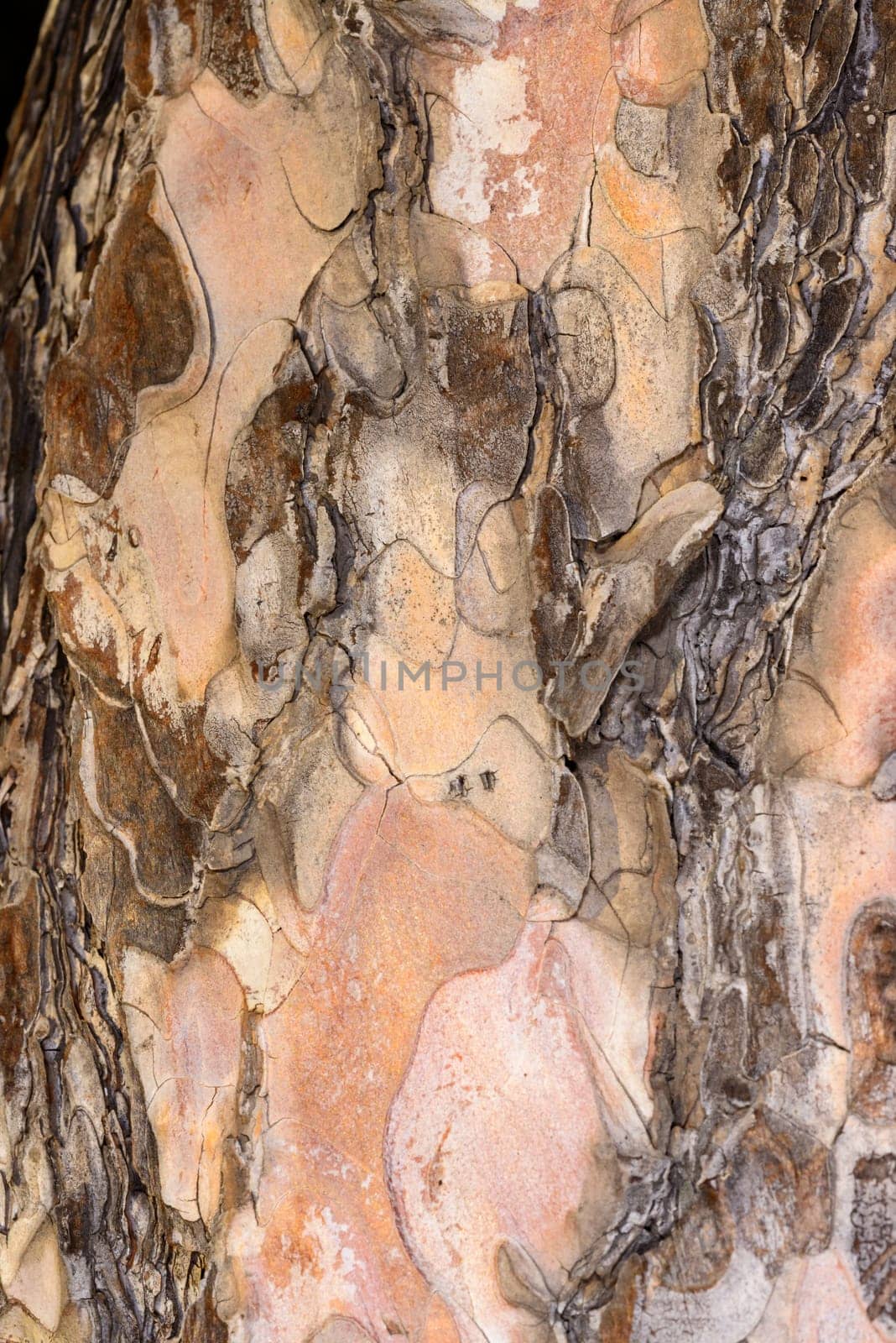 Peeling scale-like thin layers on pine bark, tree growth