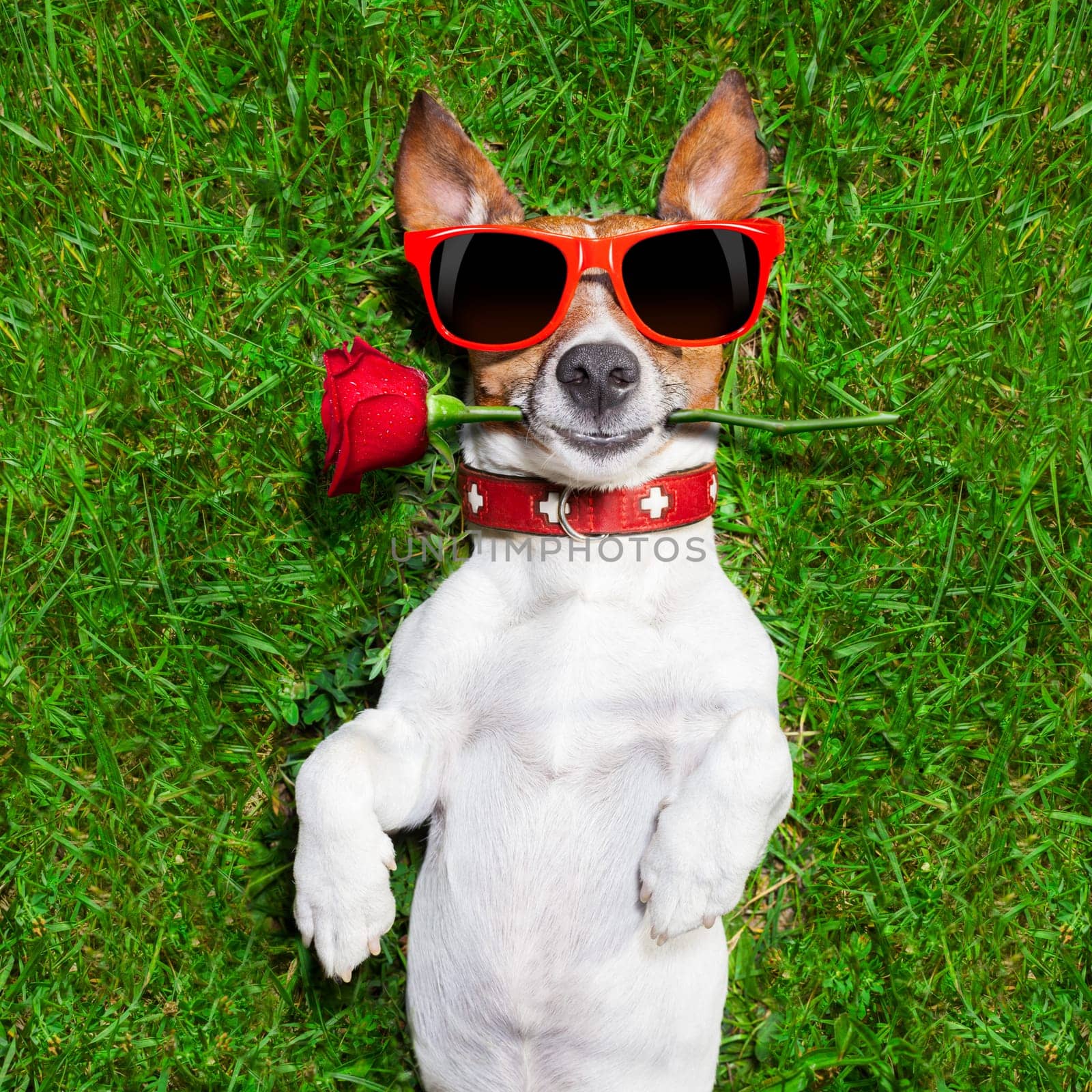 dog with a red rose in his mouth falling in love