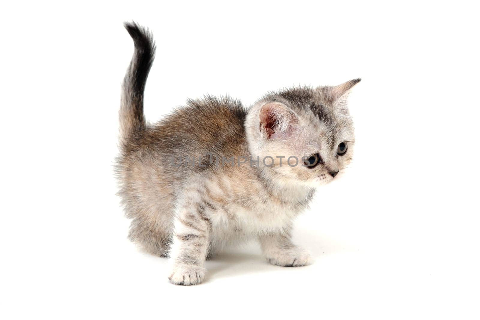 Fluffy grey kitten on a white isolated background. High quality photo
