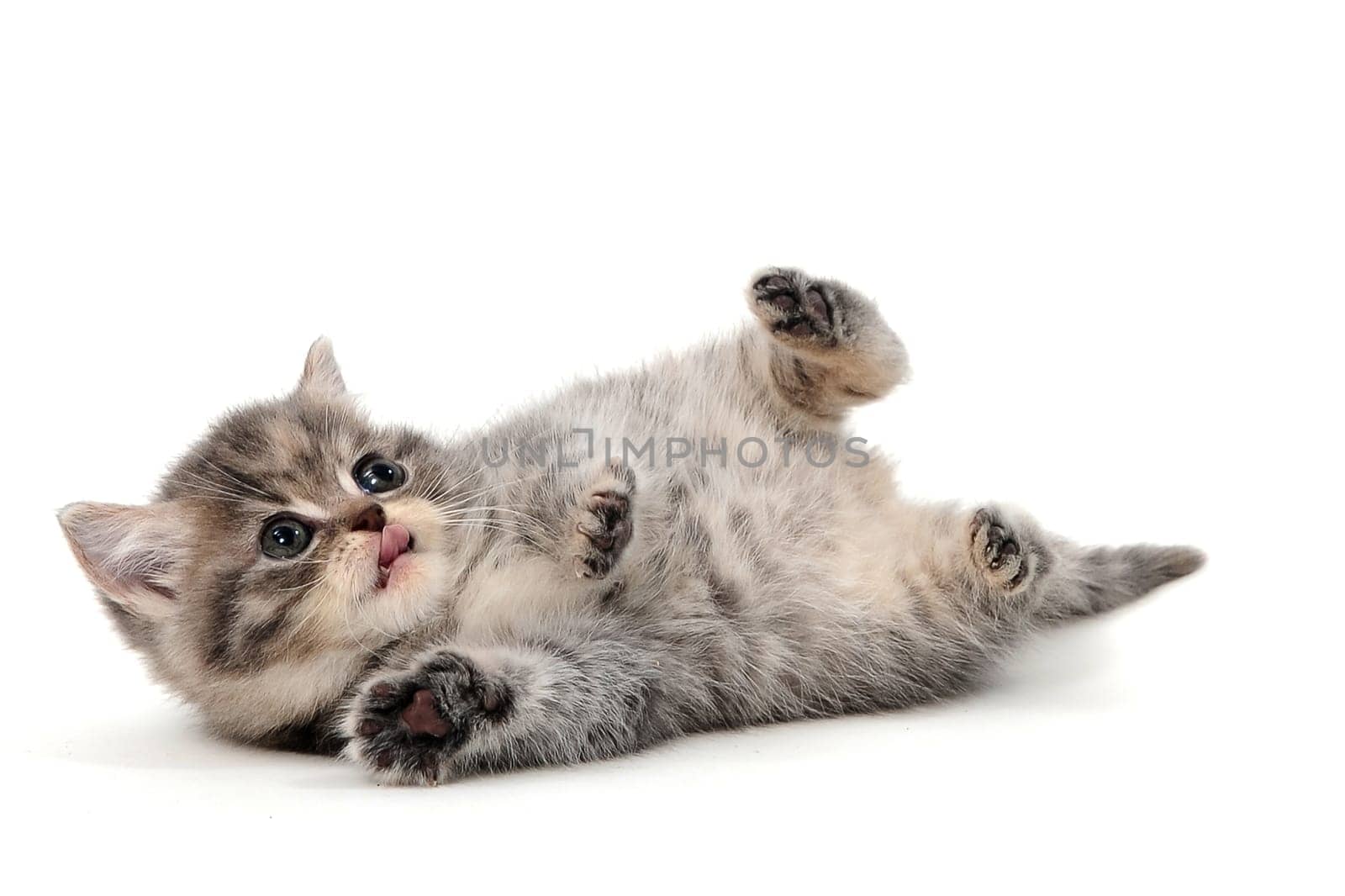 Fluffy gray purebred kitten lies on a white isolated background. High quality photo