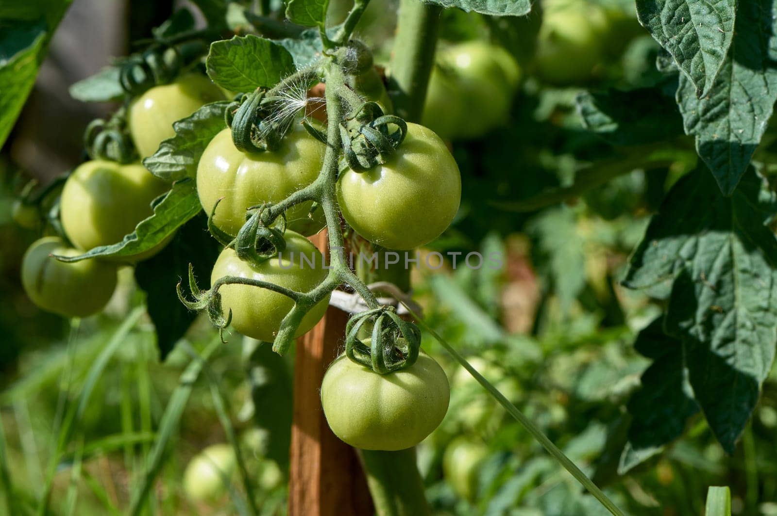 green tomatoes hanging on a branch. High quality photo