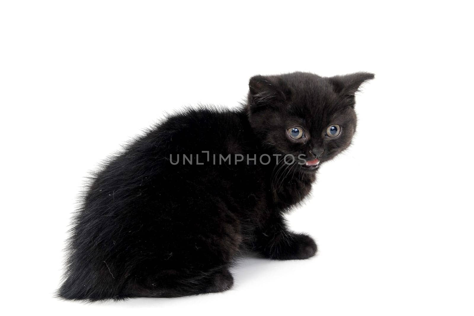 fluffy purebred black kitten sits sideways on an isolated background. High quality photo