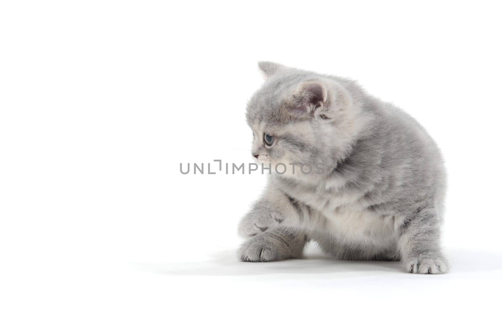 Fluffy purebred gray kitten on a white isolated background. High quality photo