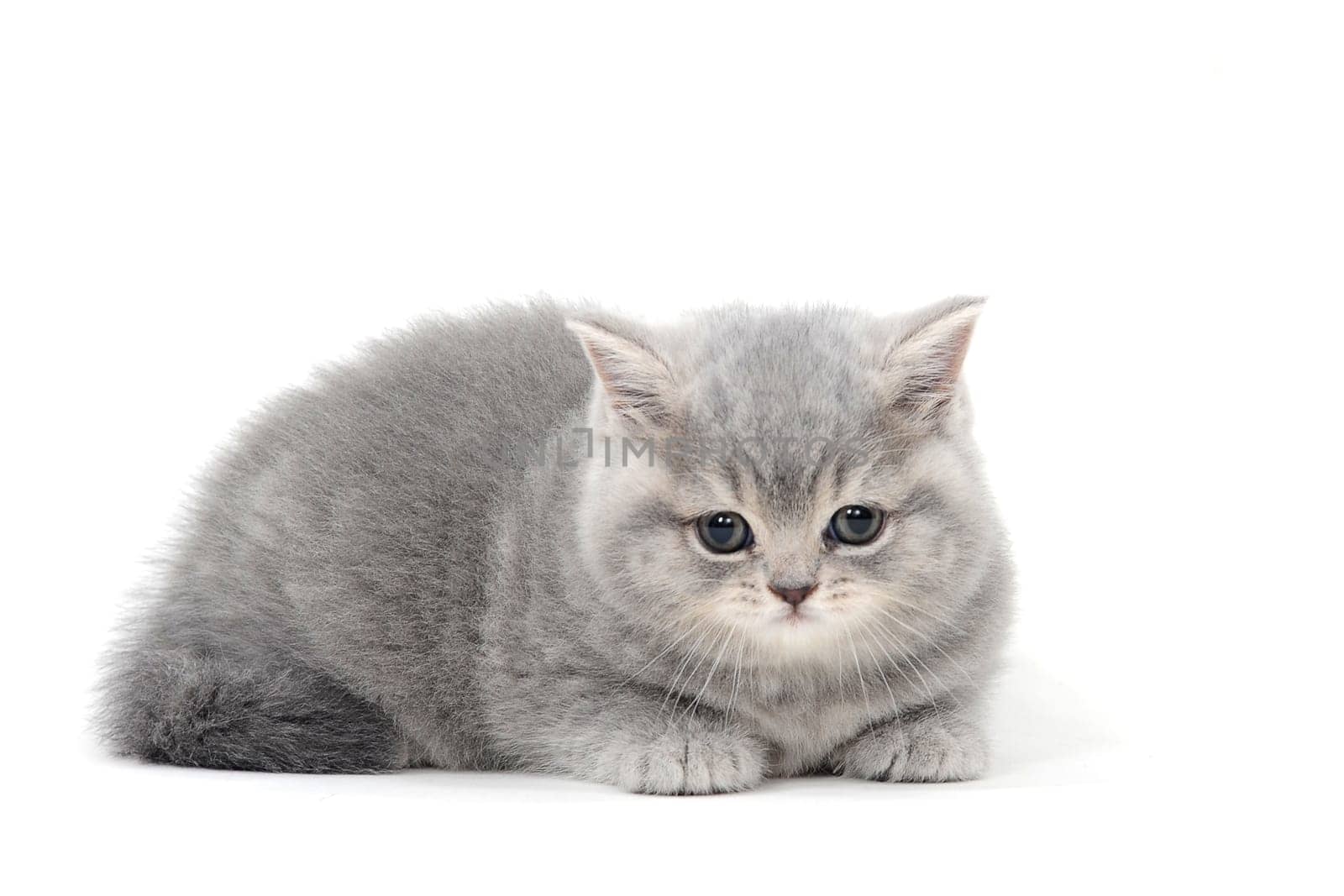 a purebred fluffy kitten lies on an isolated white background. High quality photo