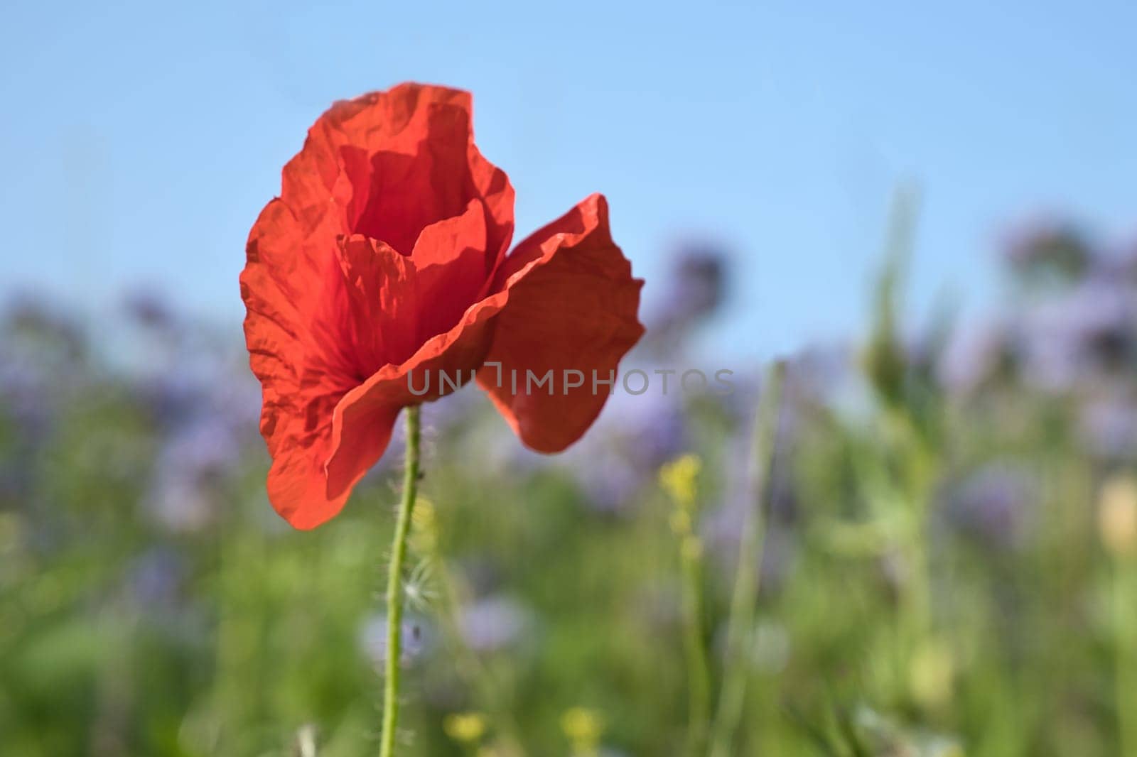 Poppy flower isolated in cornfield. Blue cornflowers in background. Landscape shot with flowers.