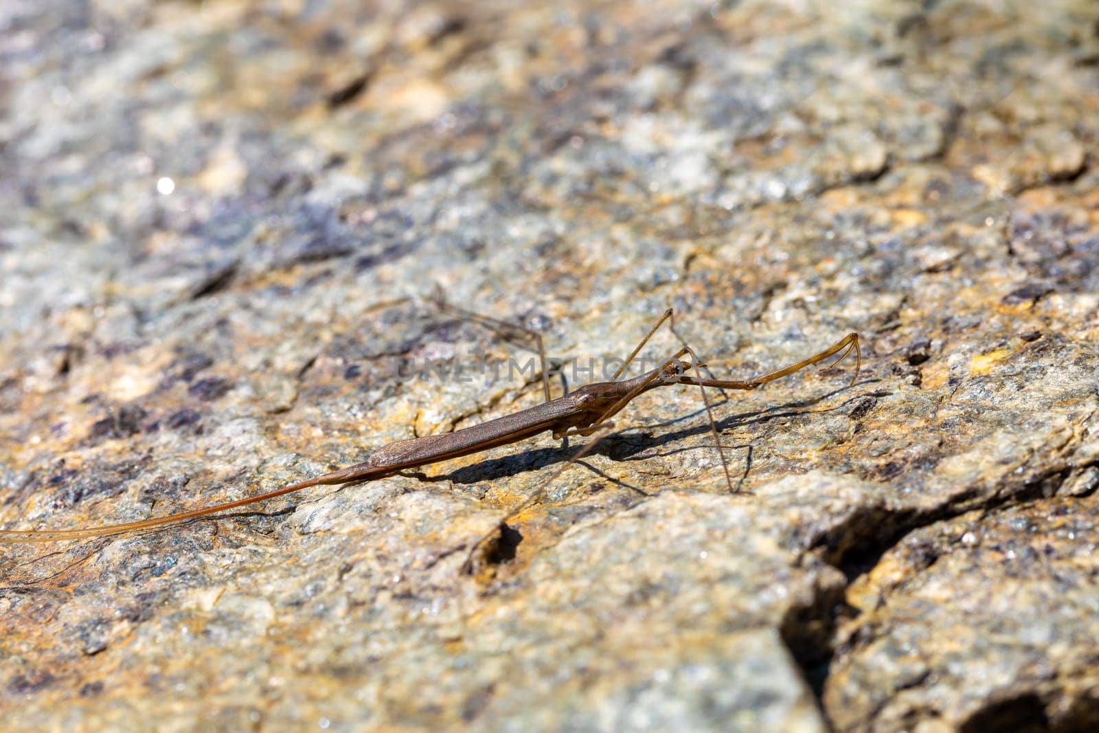 Water Stick Insect - Ranatra linearis is a species of aquatic bug in the Nepidae family. Czech Republic wildlife