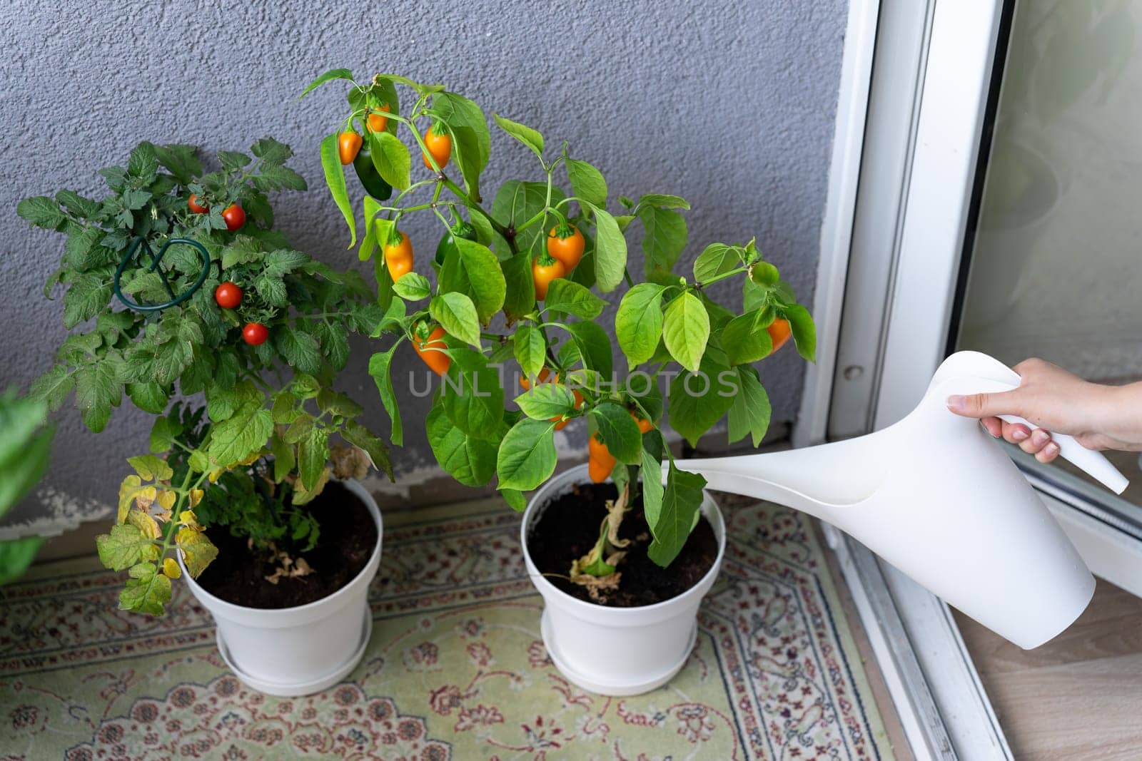A woman's hand pours fresh vegetables, cherry tomatoes and hot chili peppers grown on the balcony from a watering can.