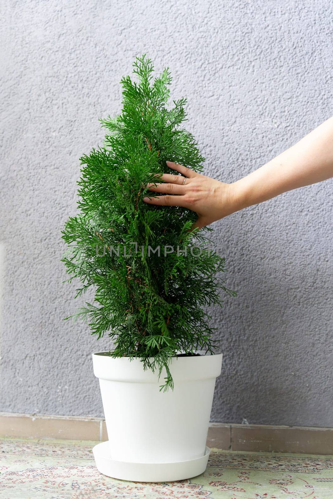A woman's hand touches the needles of an evergreen, growing house of decorative thuja.
